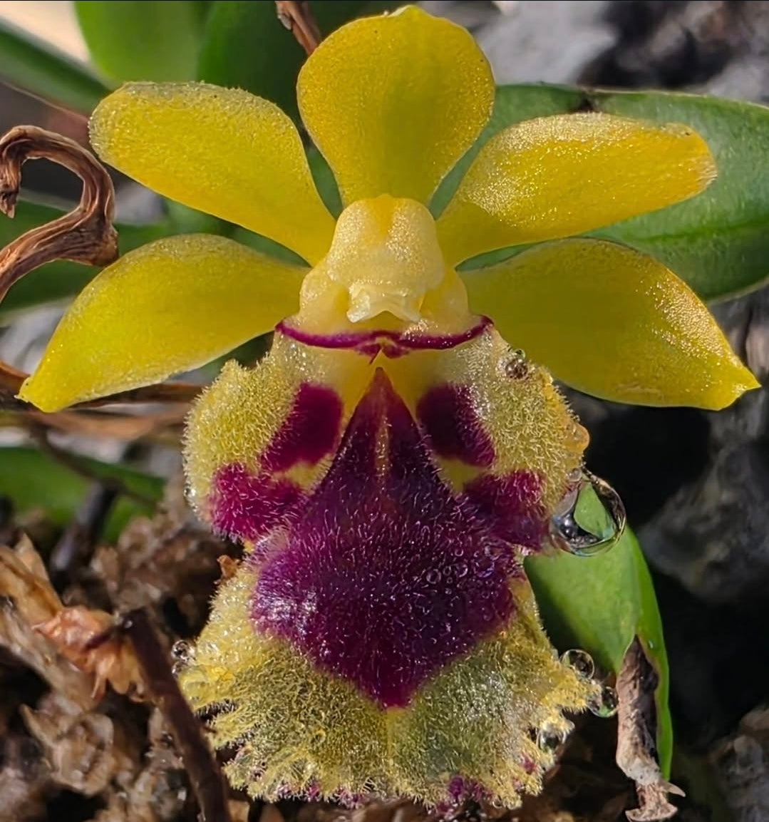 Haraella retrocalla blooming size mounted miniatures orchid species.
