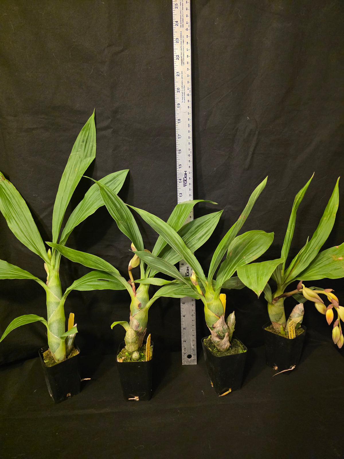Cycnoches Bakers Delight x Cyc cooperi. Blooming size seed grown orchid hybrid