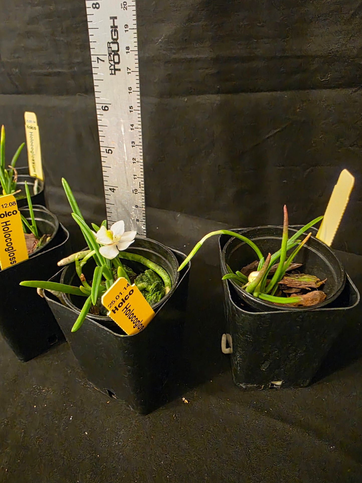Holcoglossum flavescens, blooming size orchid species. Miniature.