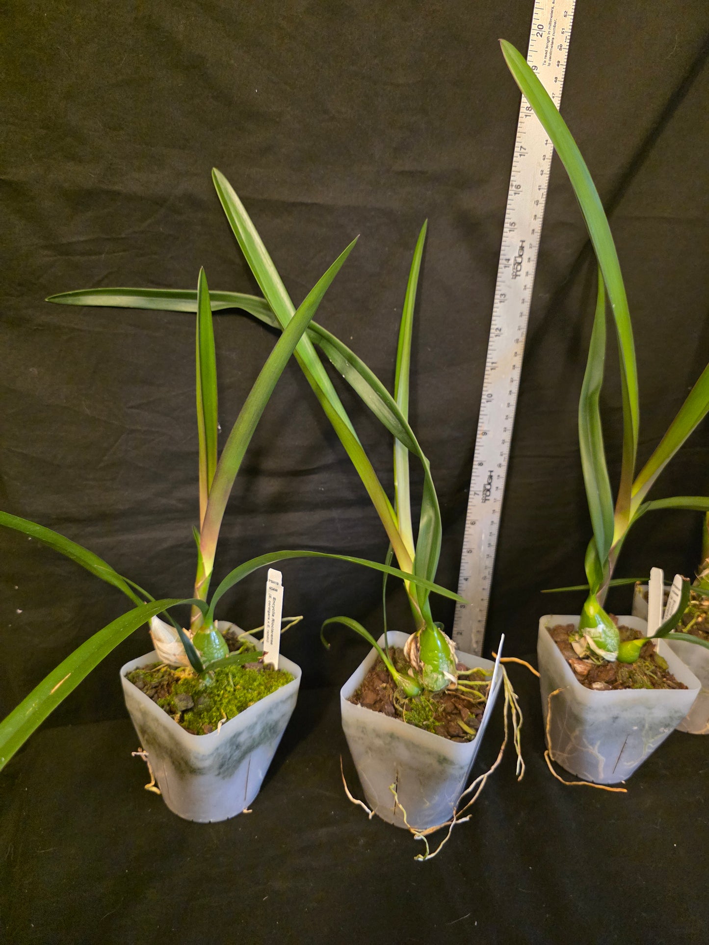 Encyclia Rioclarense (cordigera x randii) near bloomimg size Encyclia orchid hybrid. Multiple highly fragrant blooms.