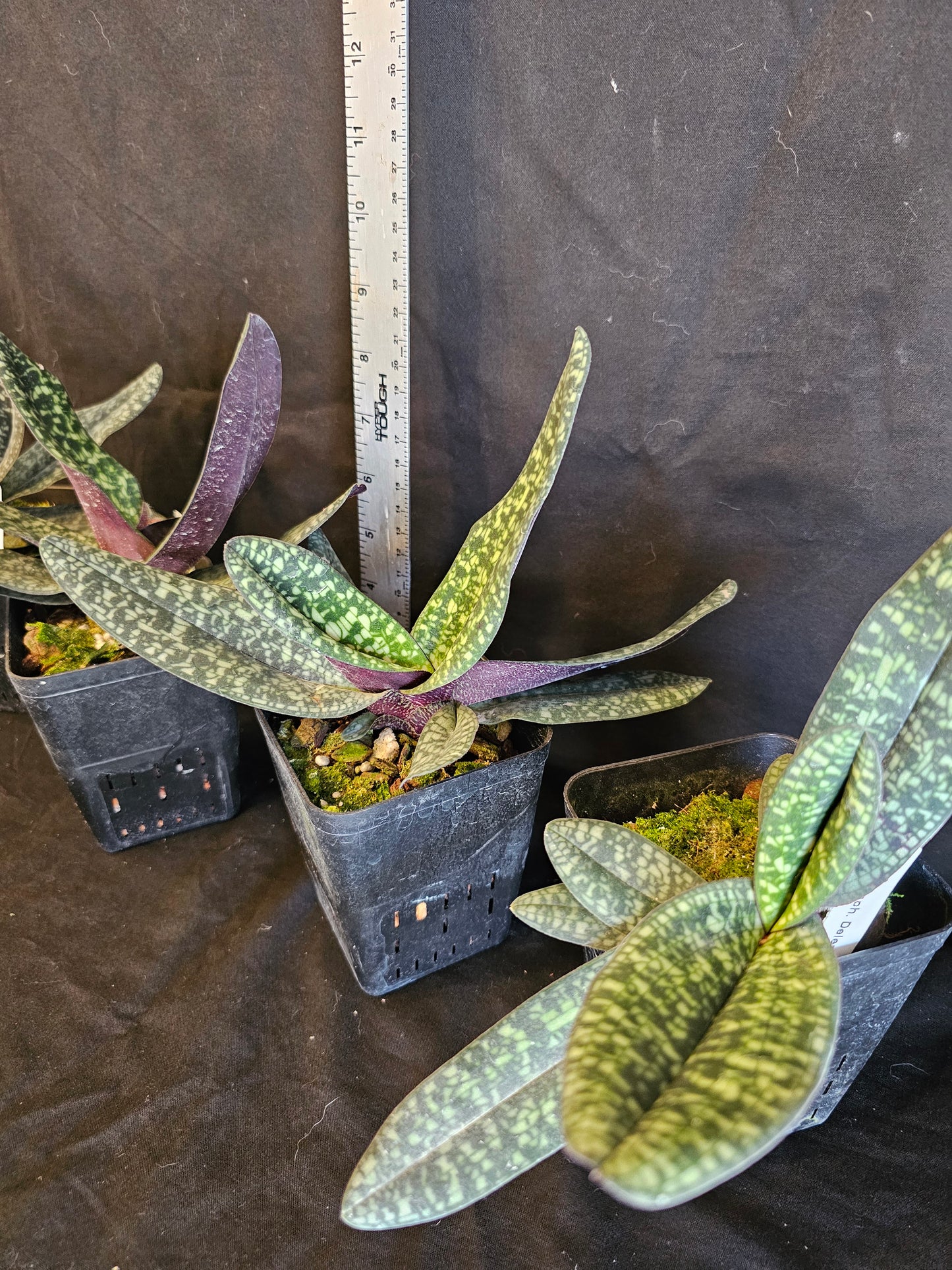 Paphiopedilum delenatii Typo x delenatii v dunkle