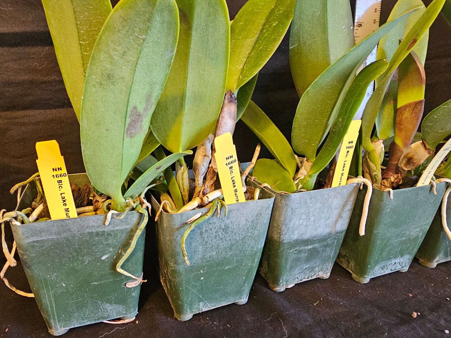 Rlc Lake Murray 'Mendenhall' Blooming size cattleya orchid clone.
