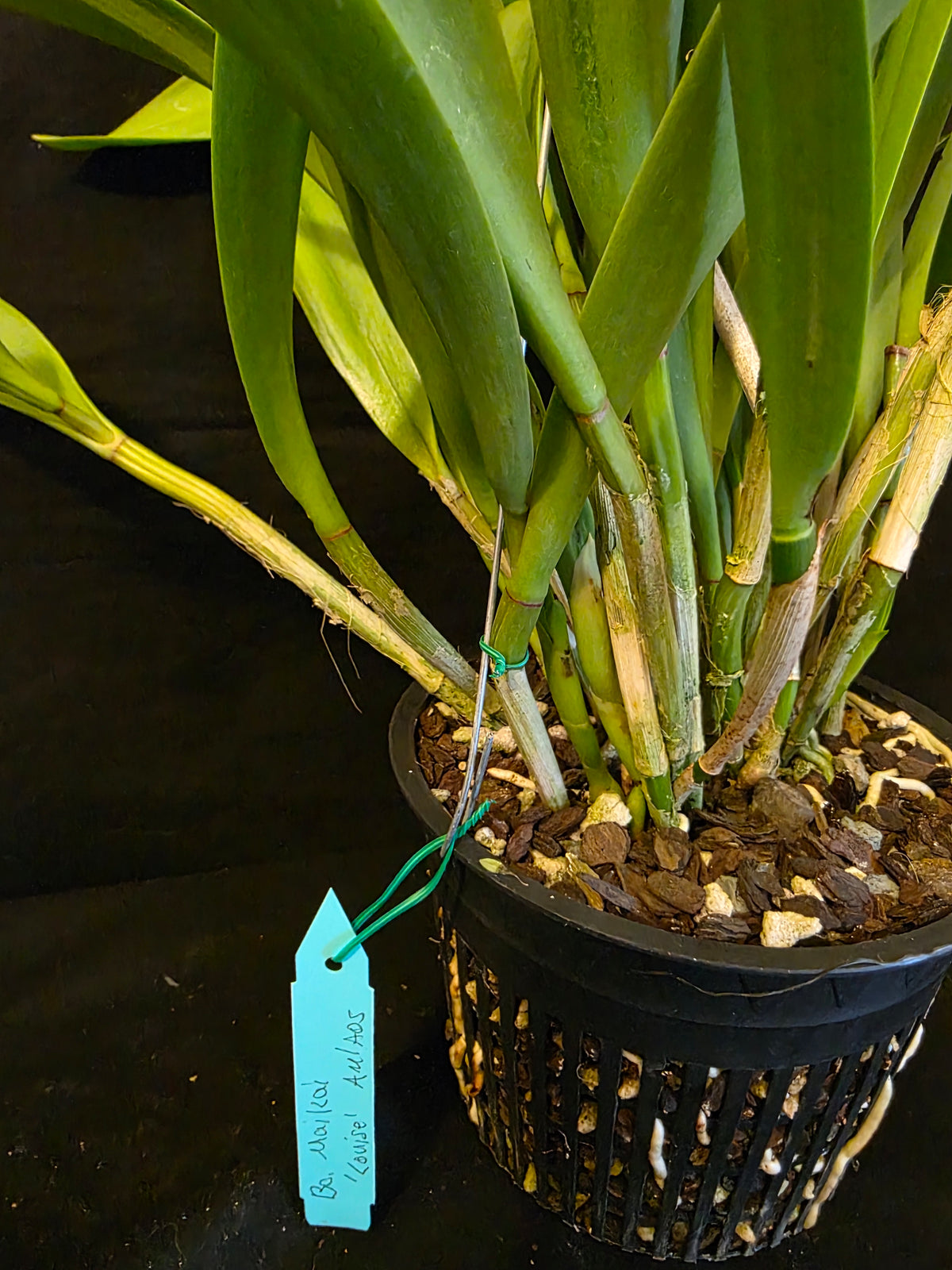 Bc Maikai 'Louise' AM/AOS bloom size divisions 6" basket #2