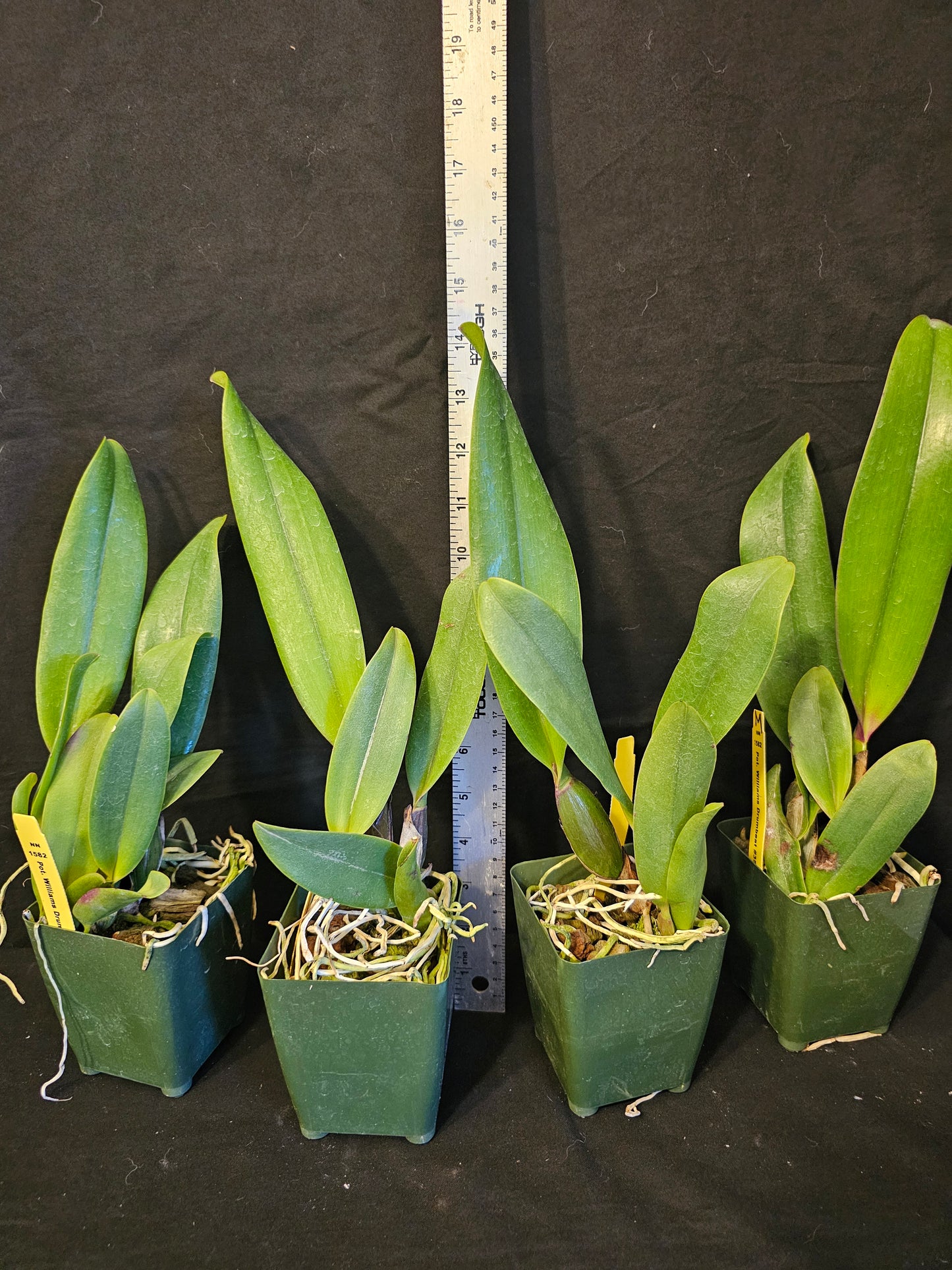 Pot Williams Drumbeat '#35' near blooming size cattleya orchid clone. Beautiful and fragrant