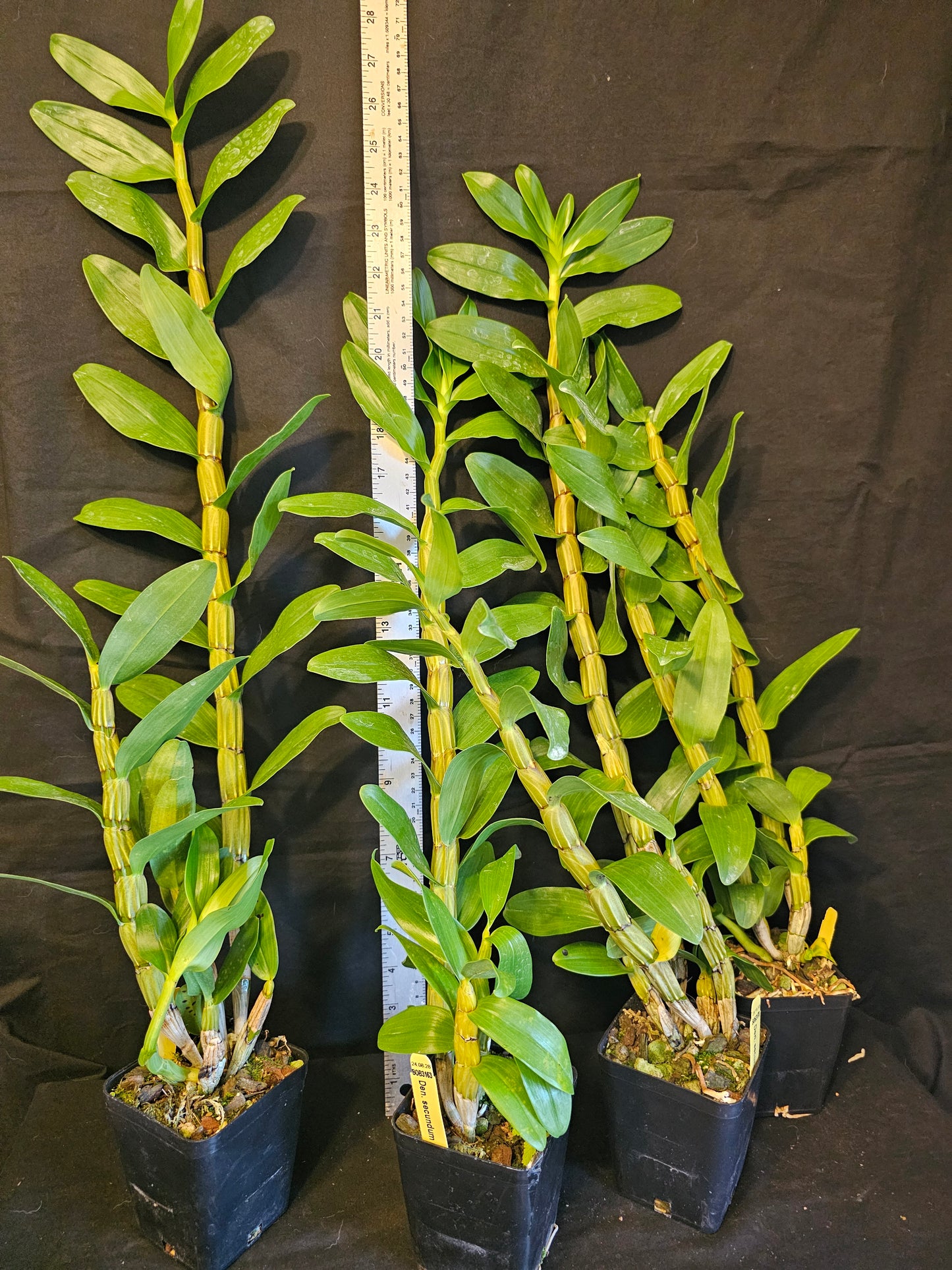 Dendrobium secundum alba x 'Red'