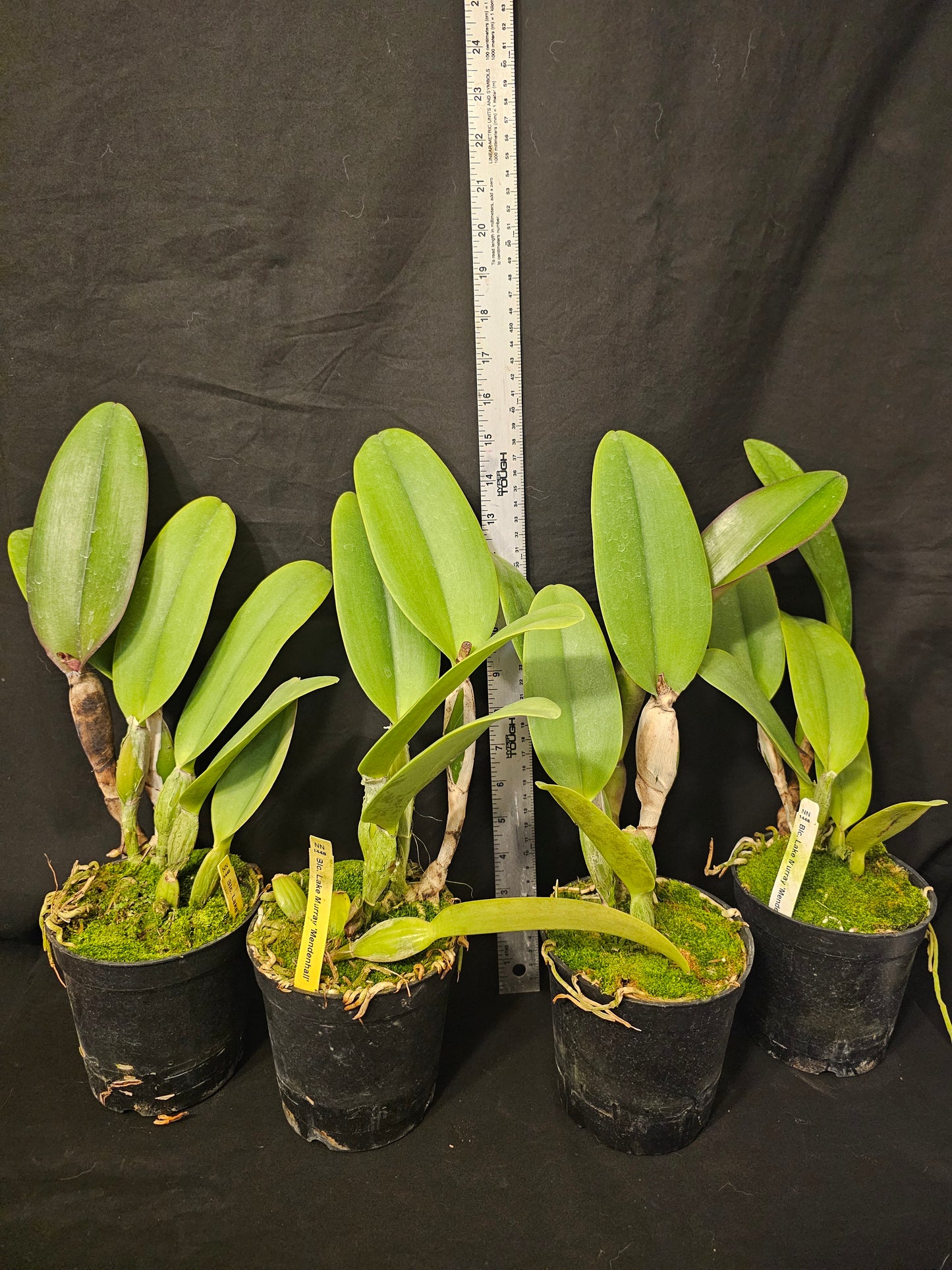 Rlc Lake Murray 'Mendenhall' Blooming size cattleya orchid clone. 4.5" pot