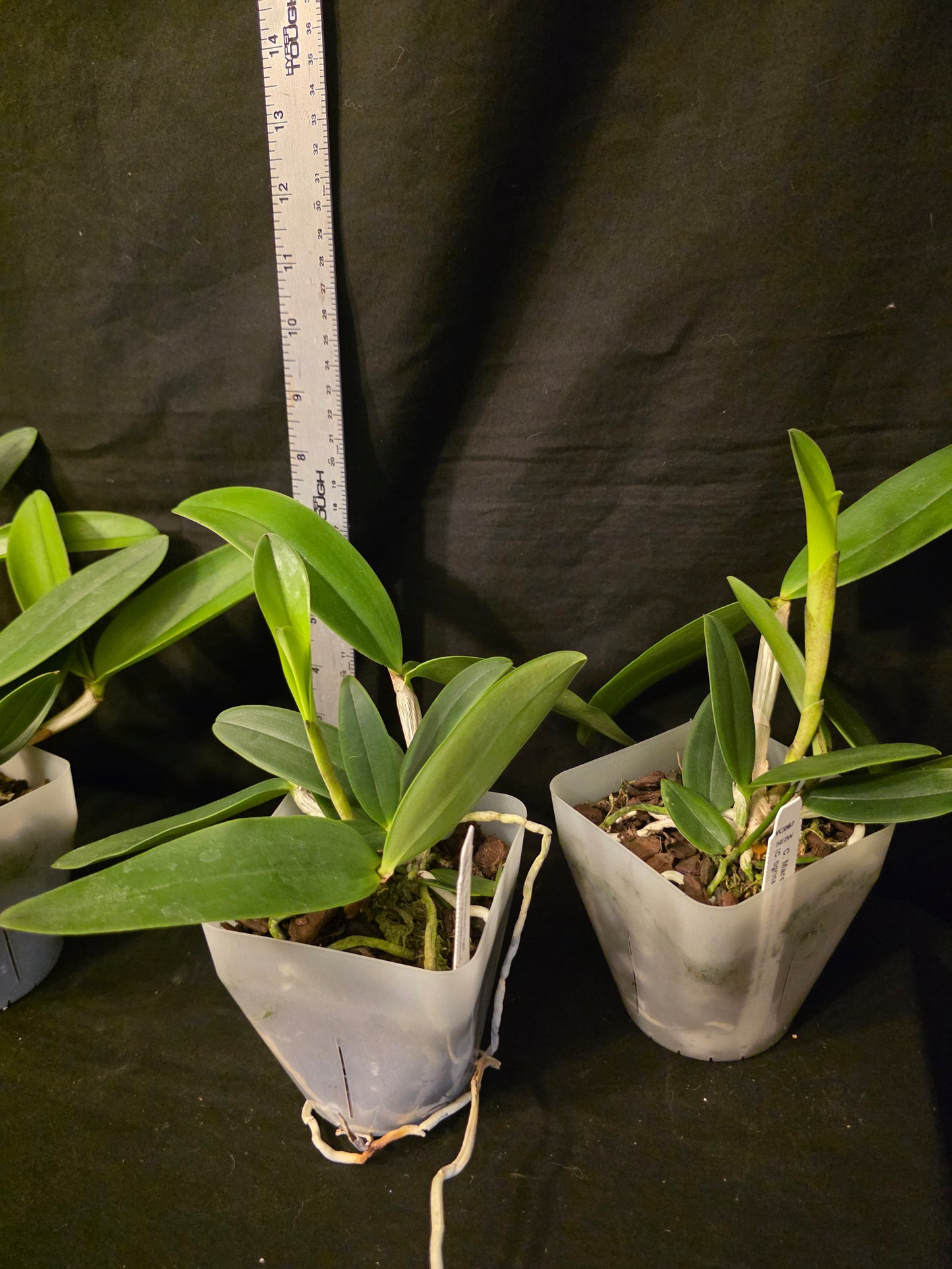 Cattleya Mareeba Tiger v coerulea, blooming size orchid hybrid. Fragrant beauty