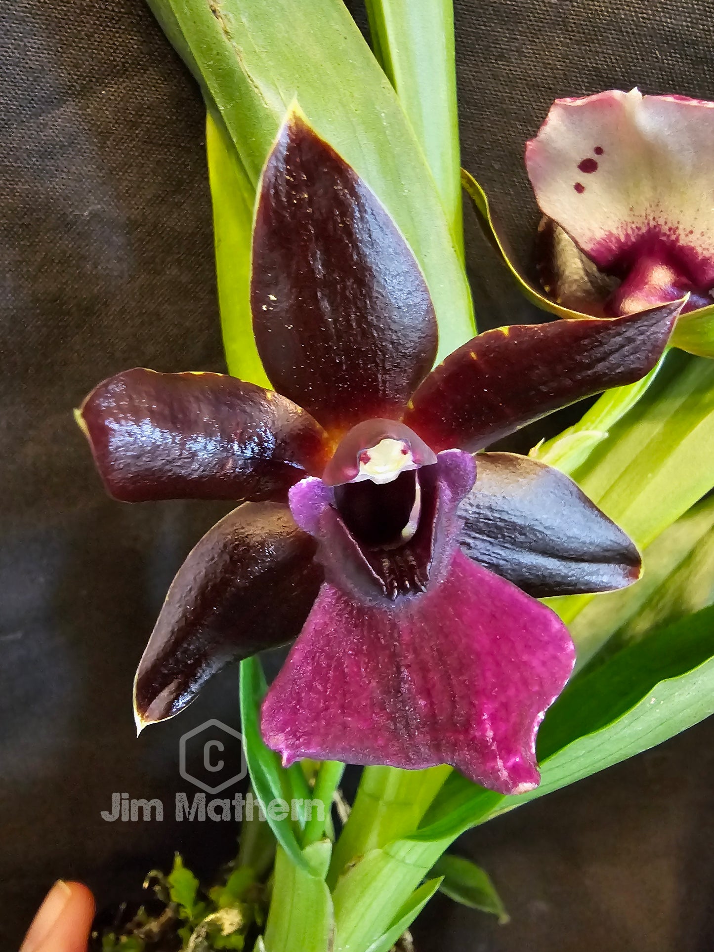 Propetalum LA Jolla Delight 'HOF' AM/AOS blooming size Zygopetalum type intergeneric hybrid.