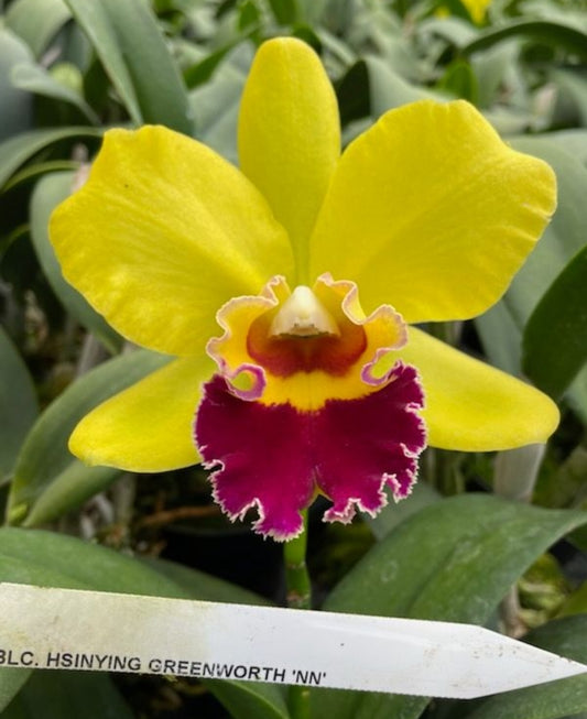 Rlc Hsinying Greenworth 'NN' near blooming size cattkeya orchid clone, beautiful fragrant blooms