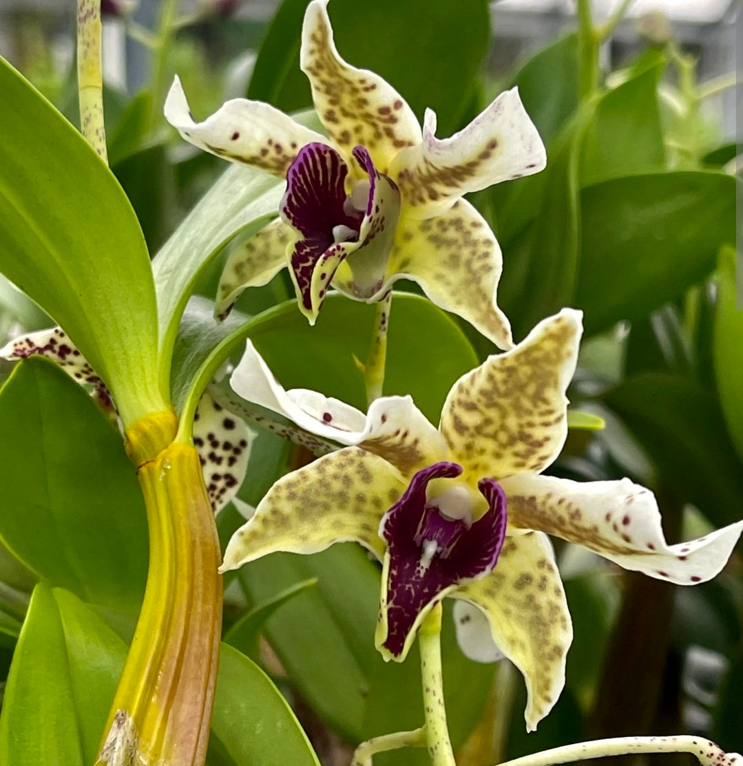 Dendrobium Spotted Poni. Blooming size Latauria Dendrobium orchid hybrid. Long lasting beautiful blooms