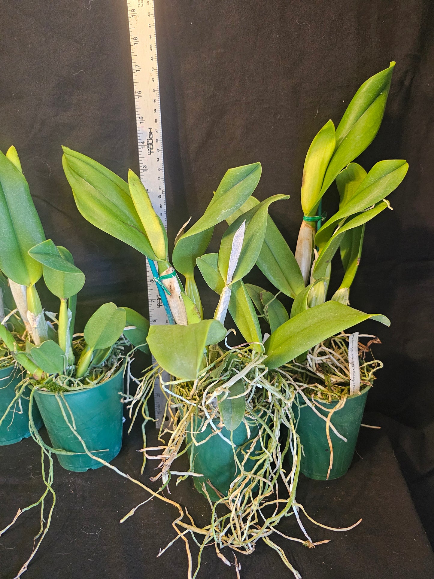 Rth. Hawaii Island Love (Rlc Chia Lin 'New City' x Pot Love Passion 'Island Romance' Blooming size Cattleya orchid hybrid.