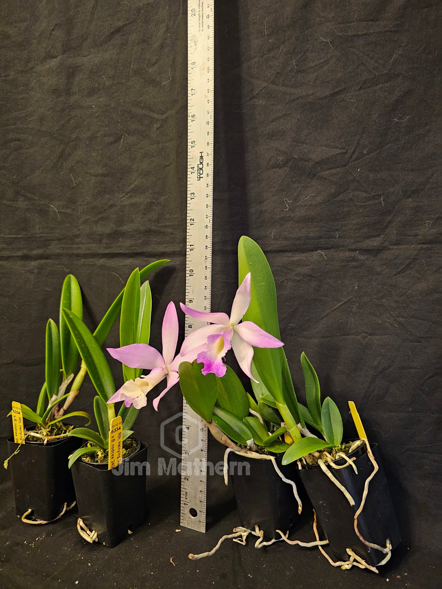 Rth Hsinying Starlight x Brassavola nodosa. Blooming size cattleya brassavola orchid hybrid. Seed grown plants