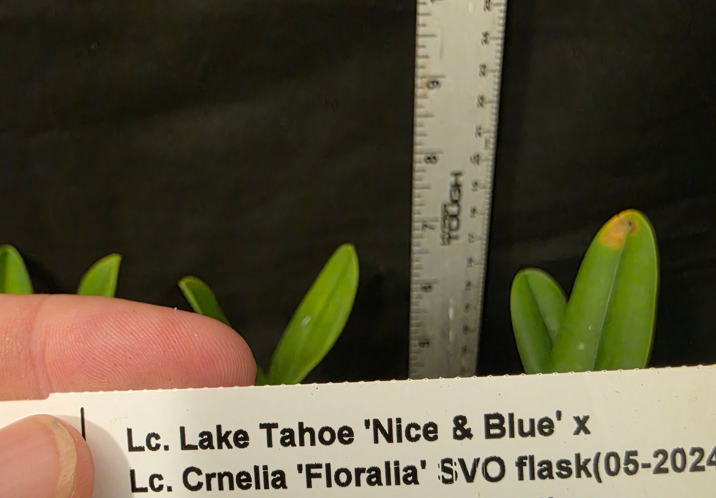 Lc Lake Tahoe x Lc Cornelia. Miniature/compact growing cattleya orchid hybrid. Beautiful coerulea blooms.