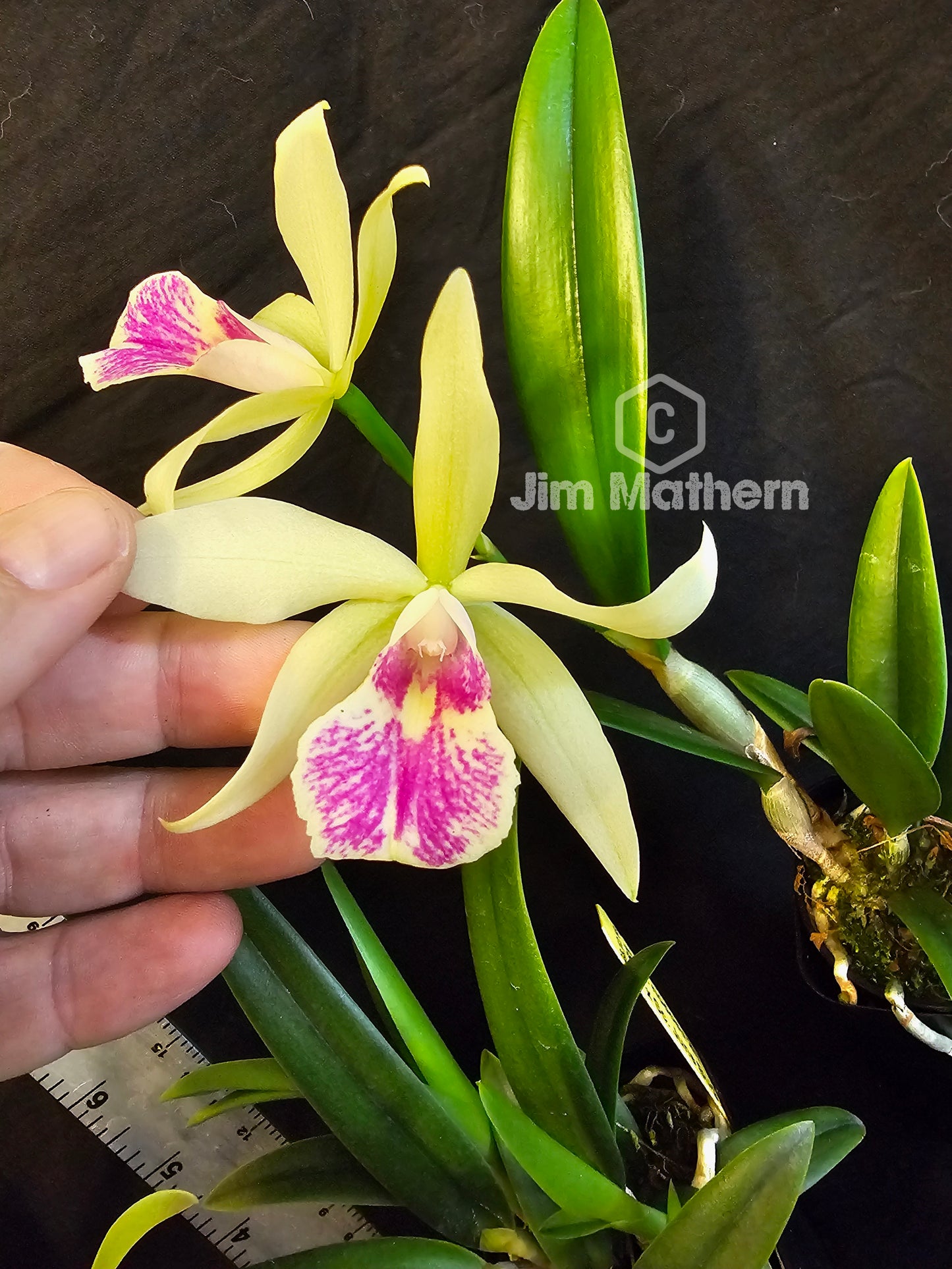 SC June Bug 'Venice Sunshine' x Brassavola nodosa. Blooming size compact growing orchid hybrid. Seed grown hybrid