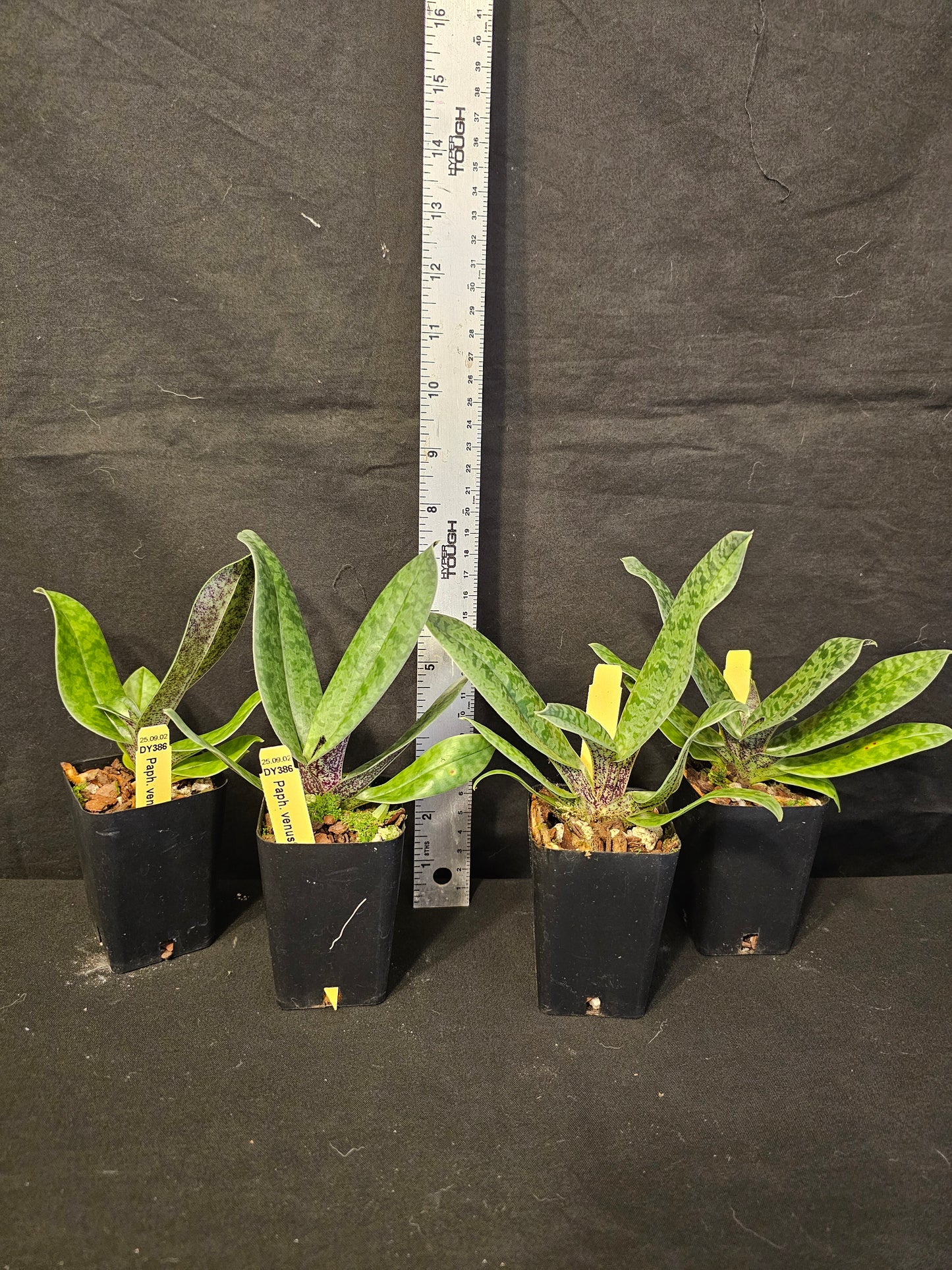 Paphiopedilum venustum. Blooming size unique paphiopedilum orchid species.