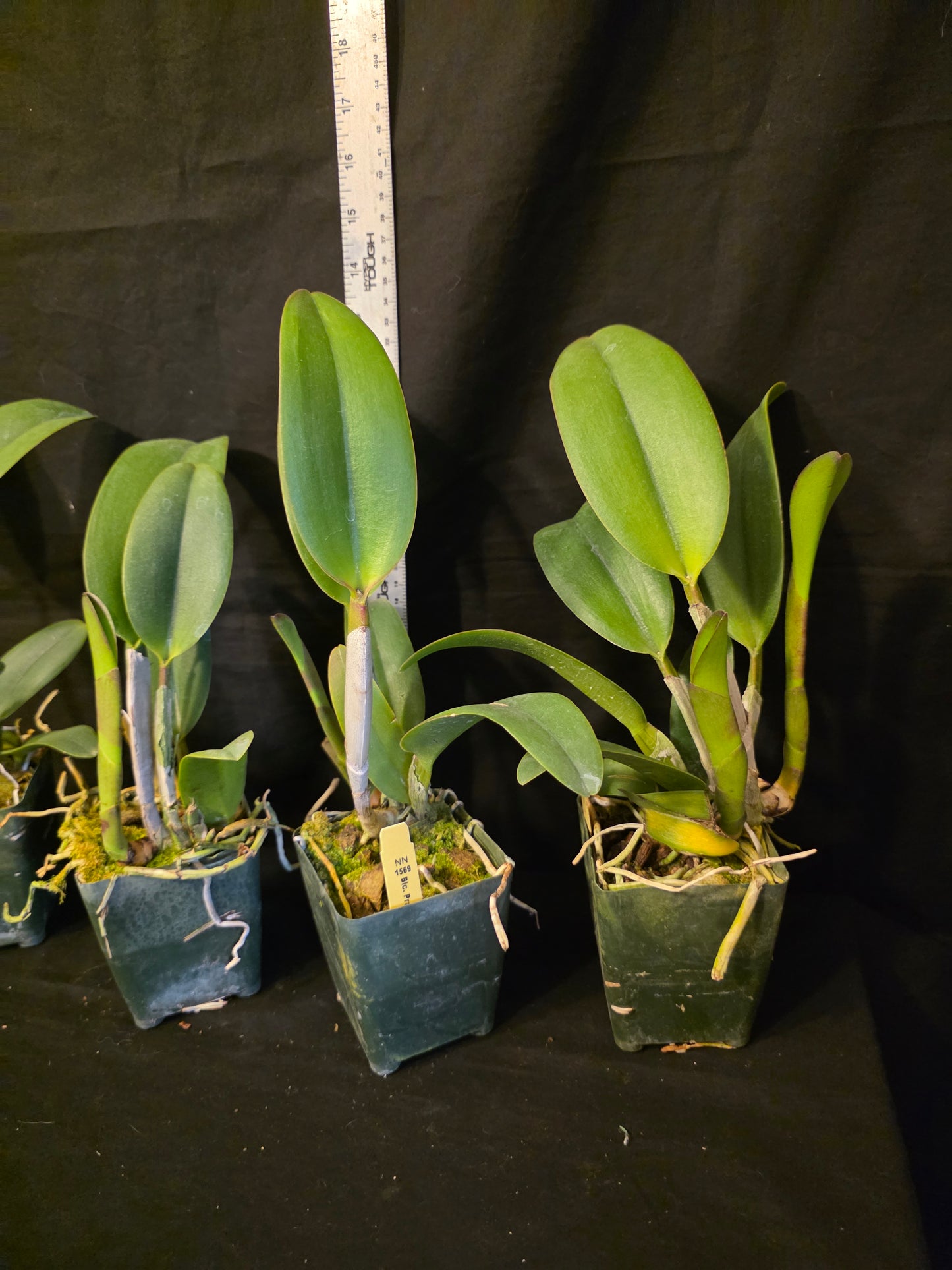 Rlc Prada Green Deluxe 'NN' near blooming size fragrant green cattleya clone.