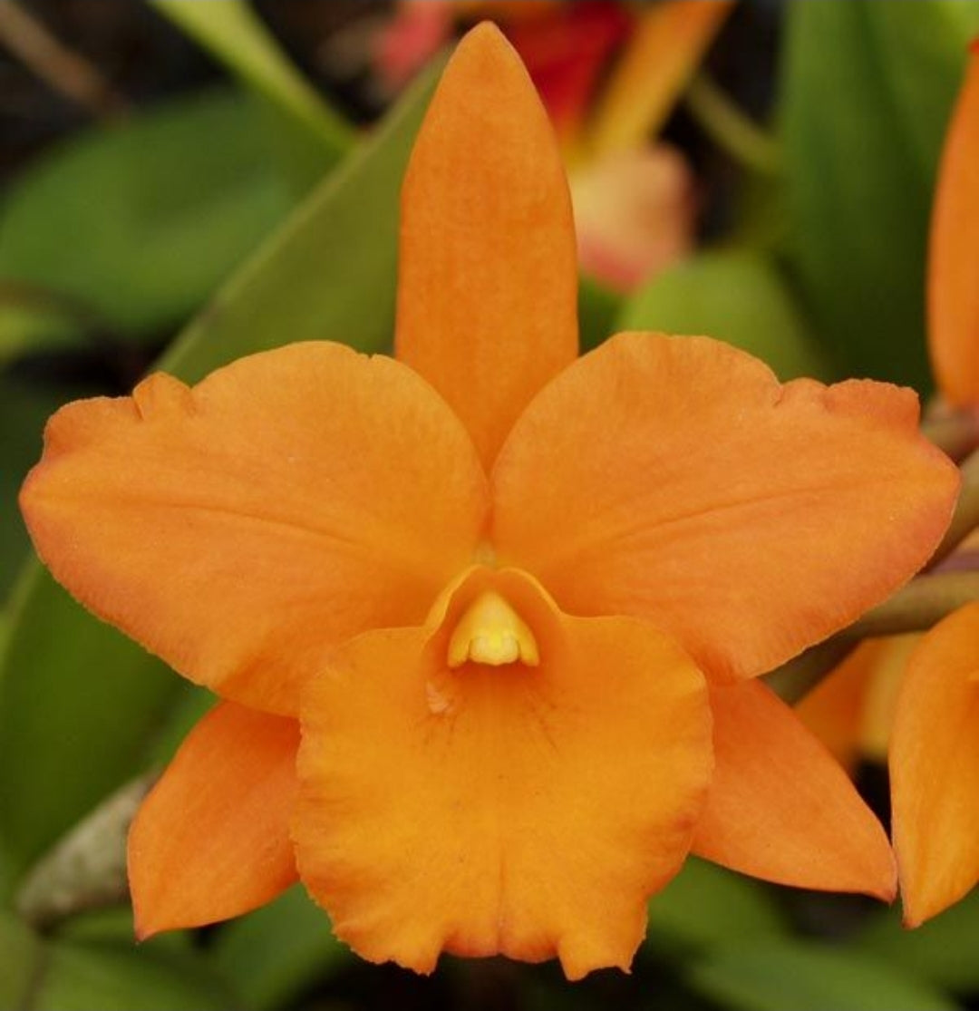 Rth Nuggett Digger '#57' blooming size cattleya orchid clone. Beautiful orange blooms