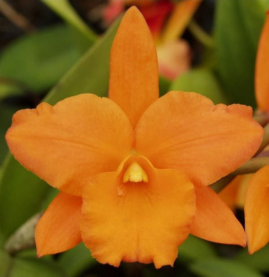 Rth Nuggett Digger '#57' blooming size cattleya orchid clone. Beautiful orange blooms