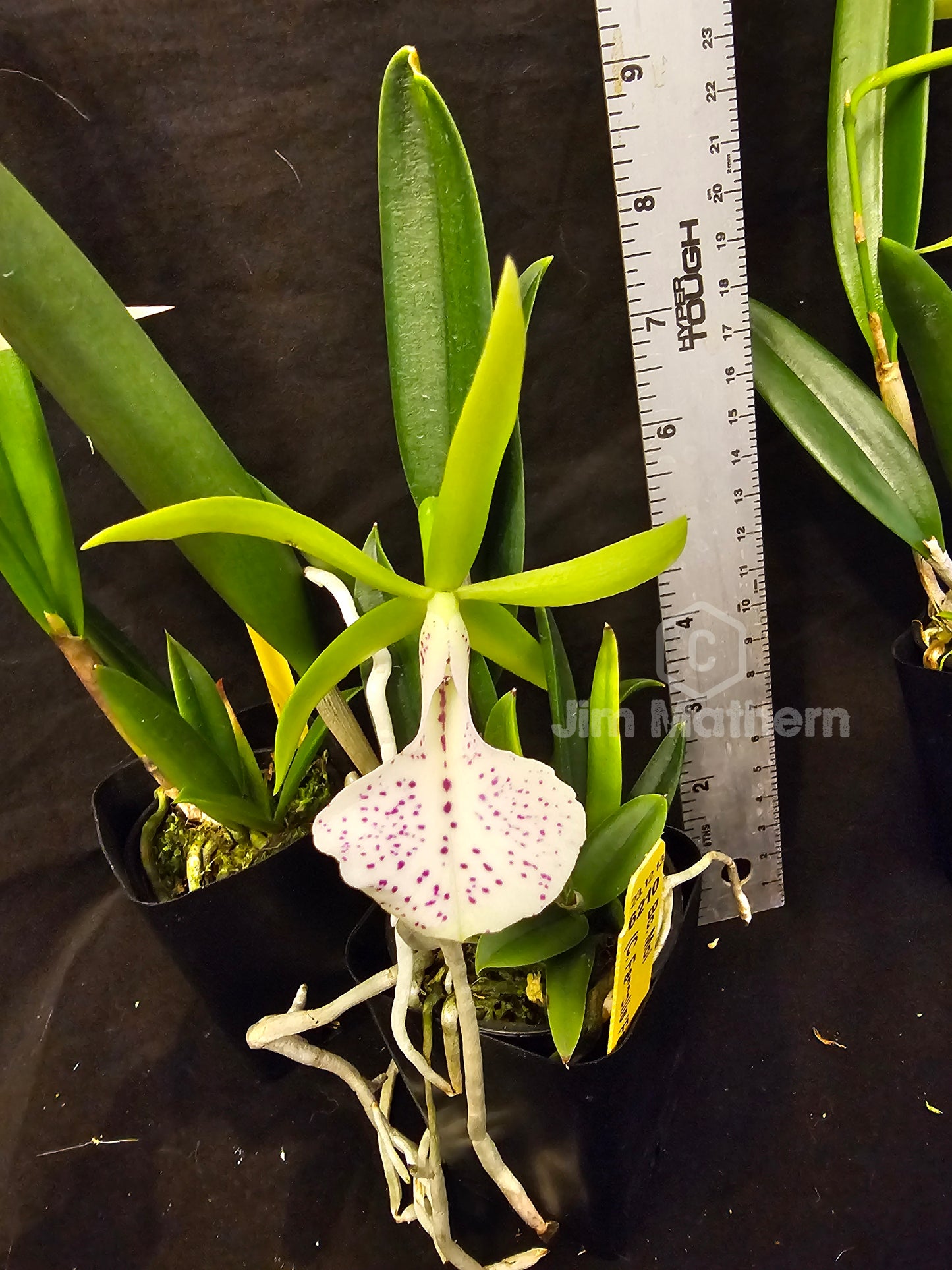 Bc Moi (Cattleya Facelis x Brassavola nodosa) Blooming size nodosa orchid hybrid