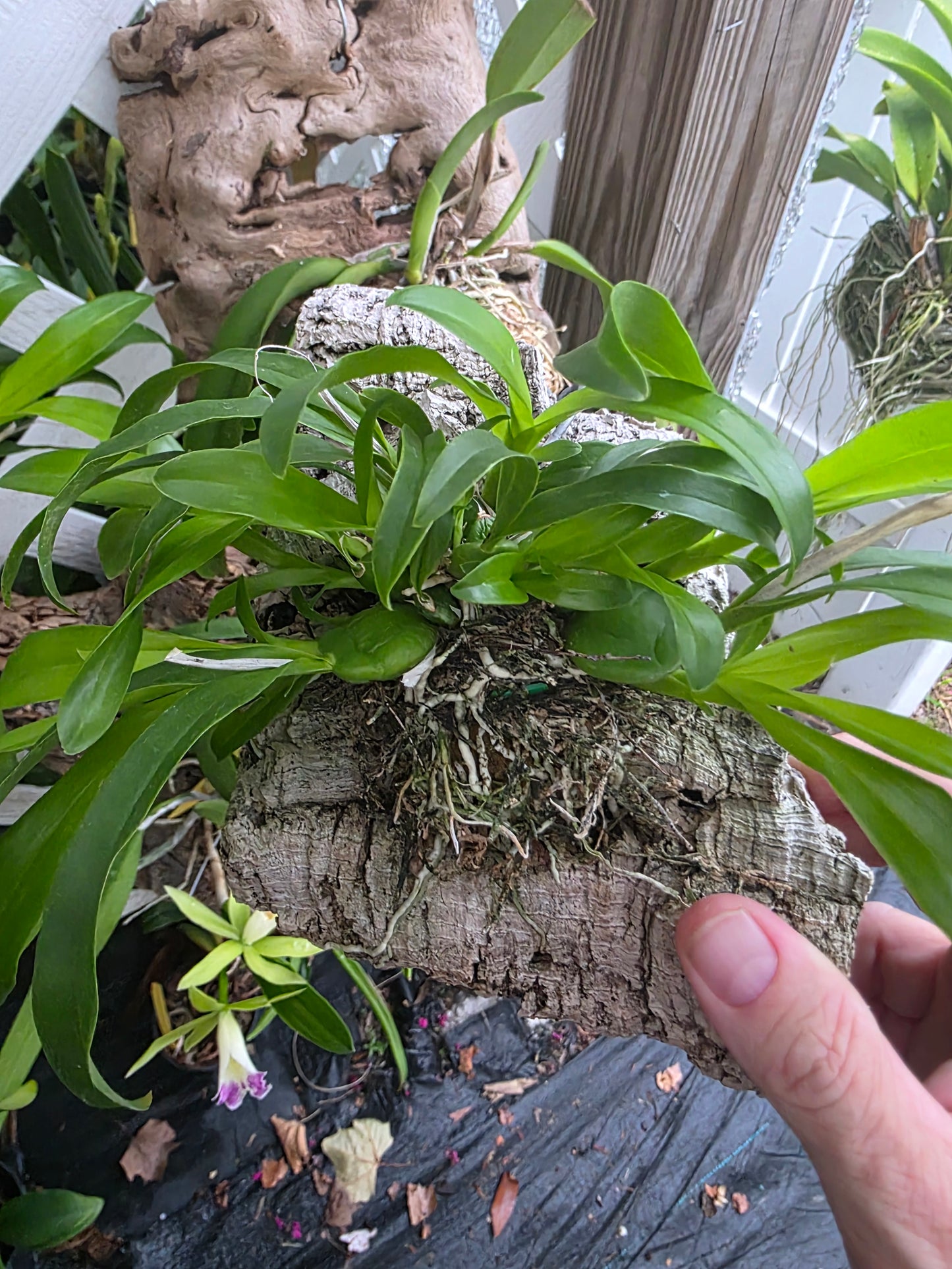 Prosthechea boothiana blooming size mounted orchid species. Fast growing, well established plants.