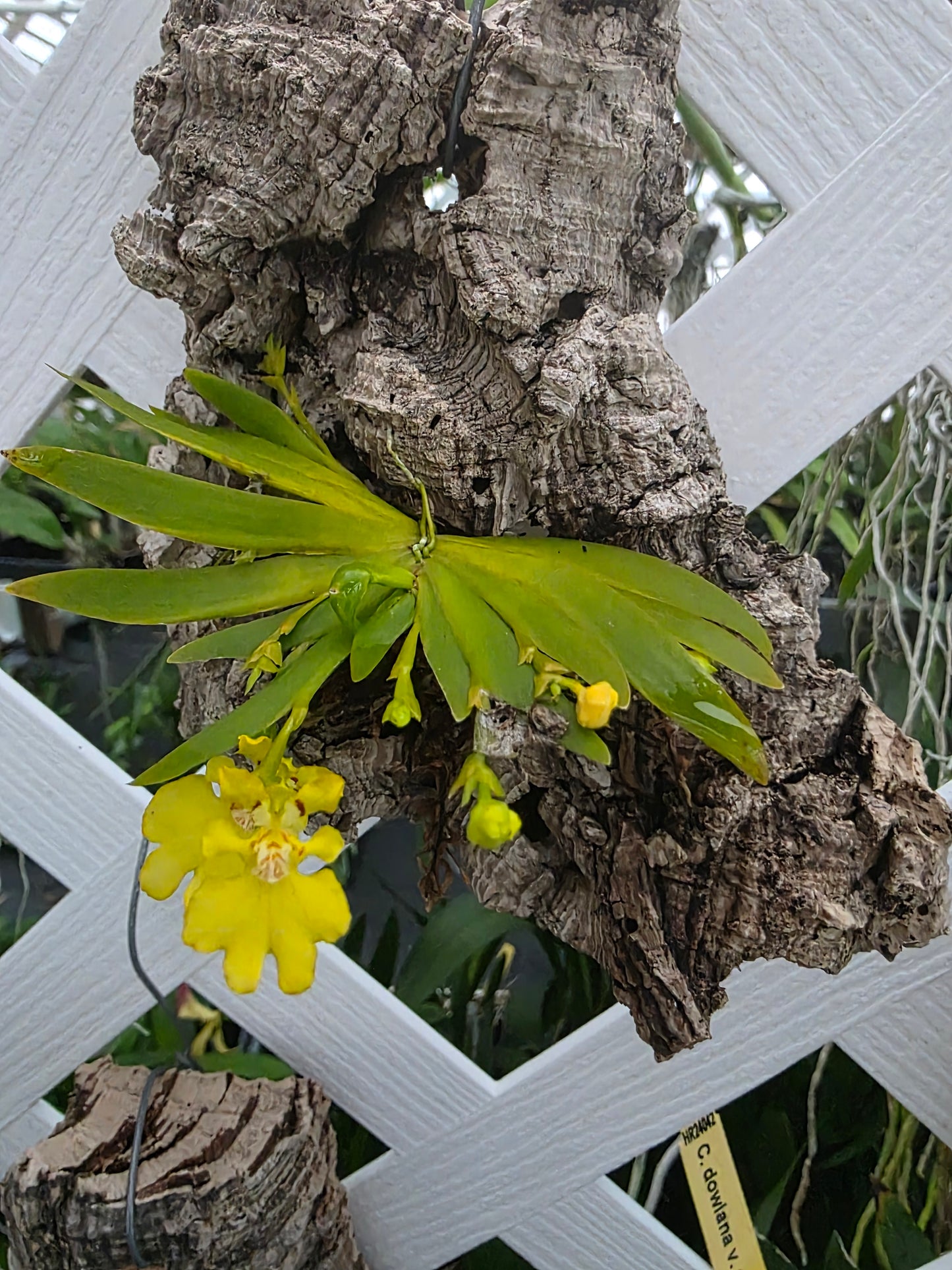 Psygmorchis pusilla blooming size mounted orchid species. Sequential bloomer