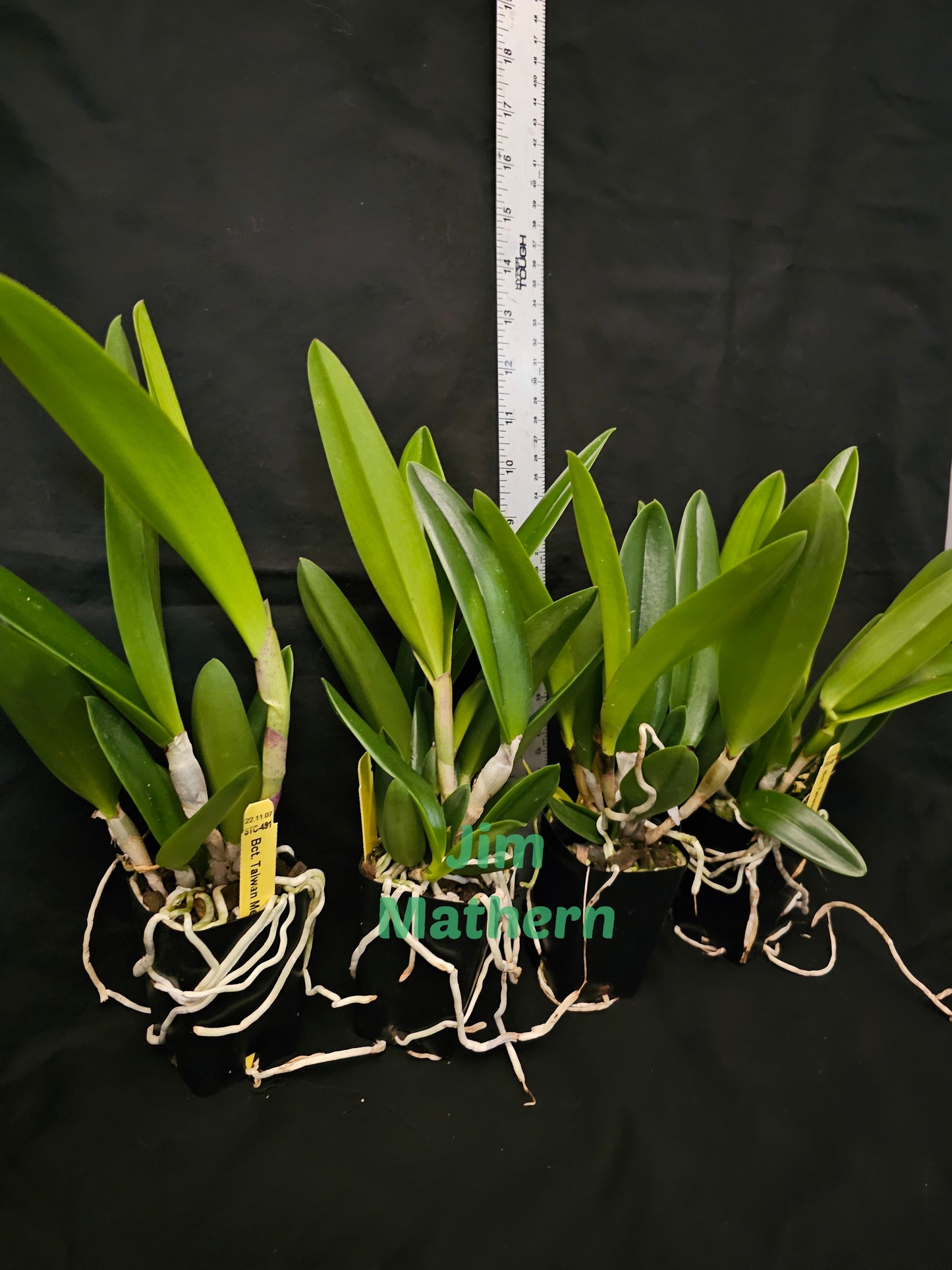 Bct Taiwan Mermaid 'STK' blooming size Brassavola/cattleya clones. Fragrant