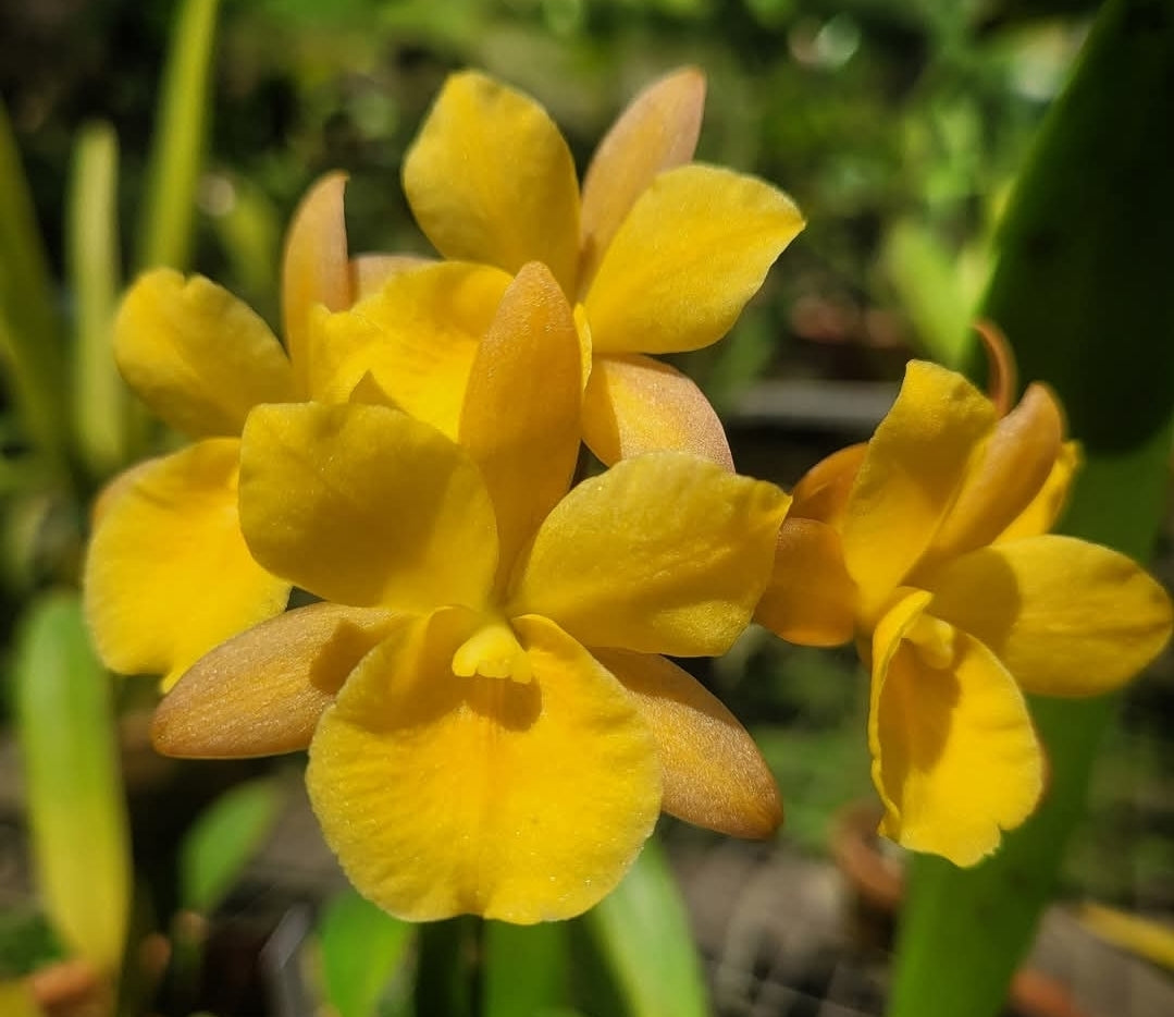 Ctna Why Not 'Makana Ke Akua' AM/AOS x self Rare yellow color form