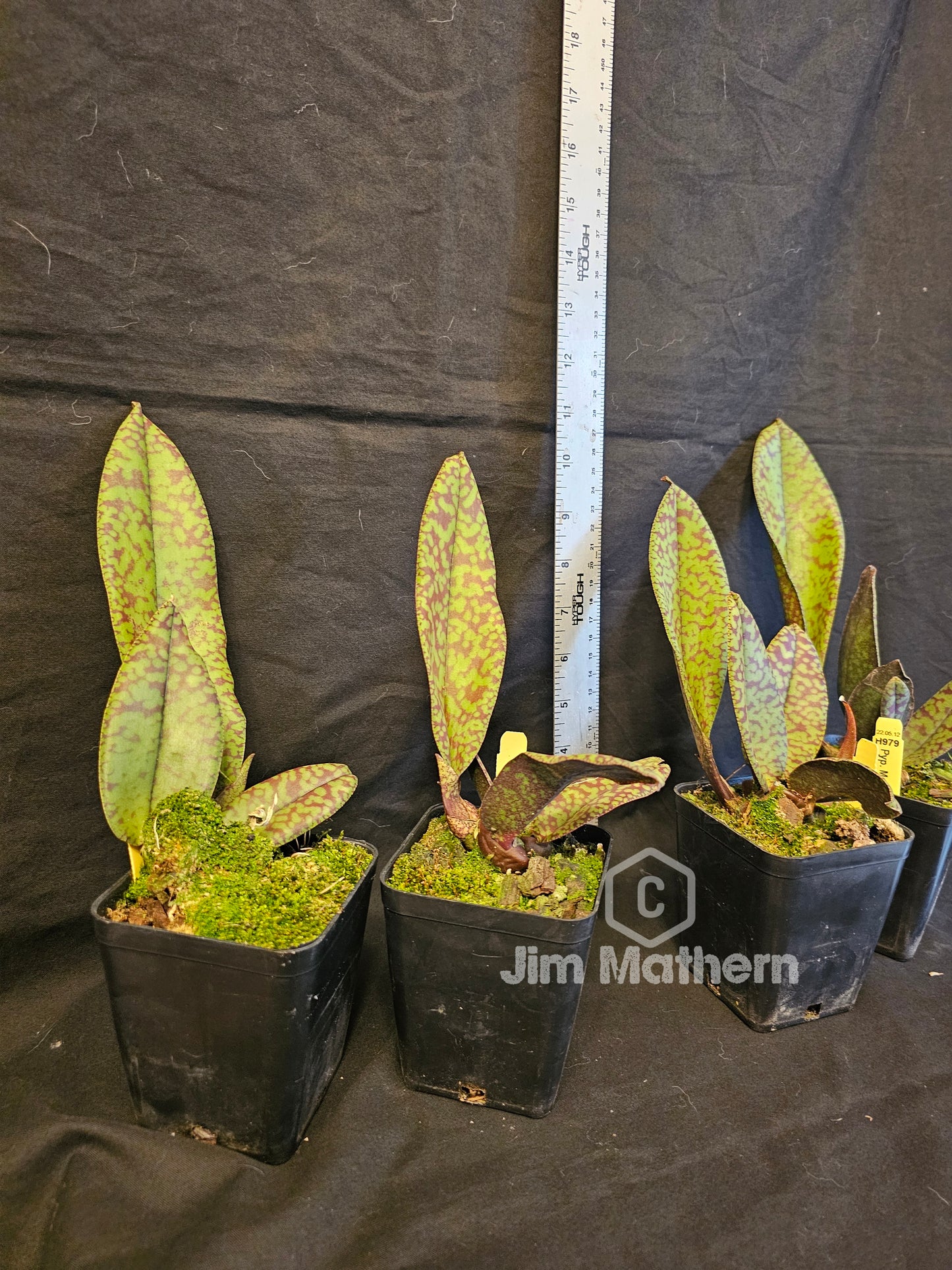 Psychopsis Mendenhall 'Hildos' AM/AOS. Blooming size unique orchid clone. Mottled red and green leaves