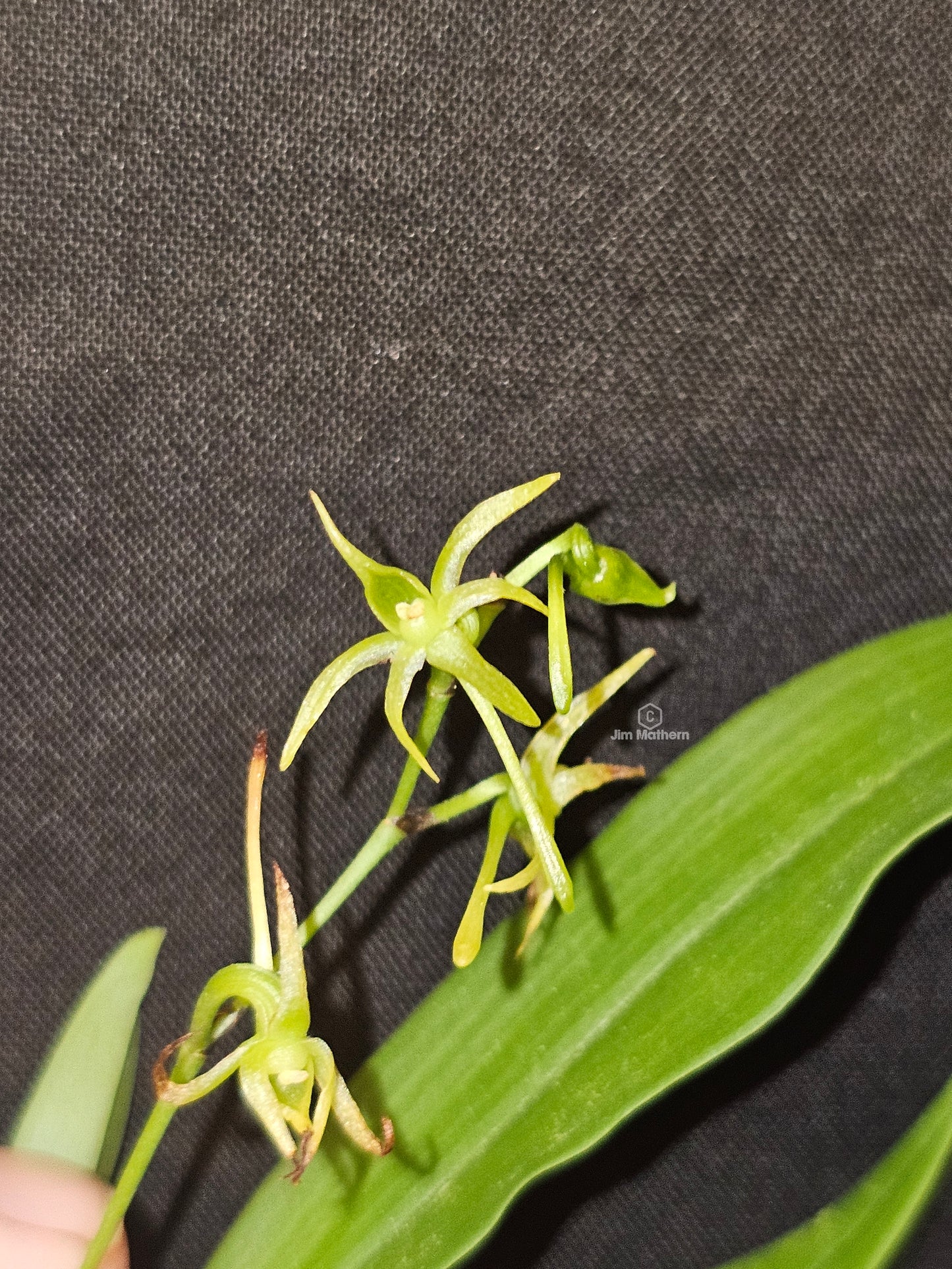 Angraecum calceolus blooming size Angraecum orchid species. Easy grower reliable bloomer