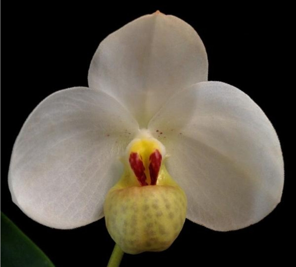 Paphiopedilum emersonii 'Chouyi' x sib near blooming rare hard to find paphiopedilum orchid species.
