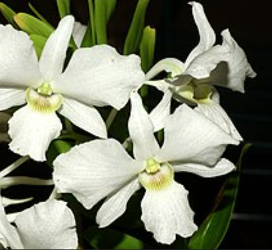 Dendrobium sanderae var luzonicum x sib