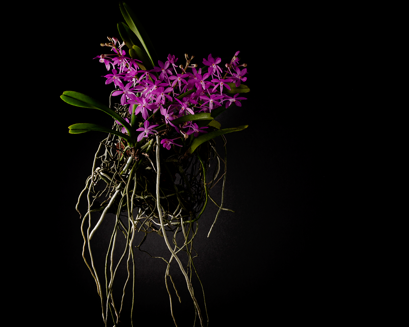 Ascofinetia Cherry Blossom 'Carmela' near blooming size miniature vanda clone, attractive pink blooms.