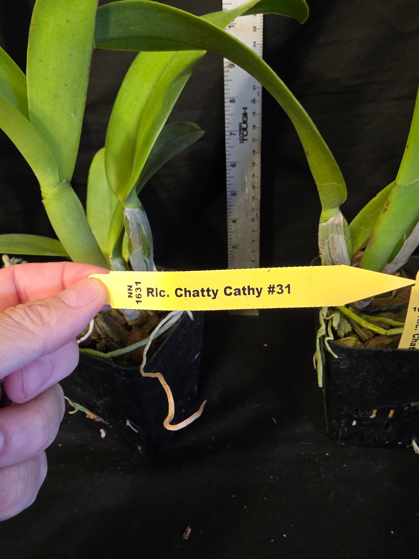 Rlc Chatty Cathy '#31' (Rlc Mahina Yahiro × Rth Hsinying Catherine)