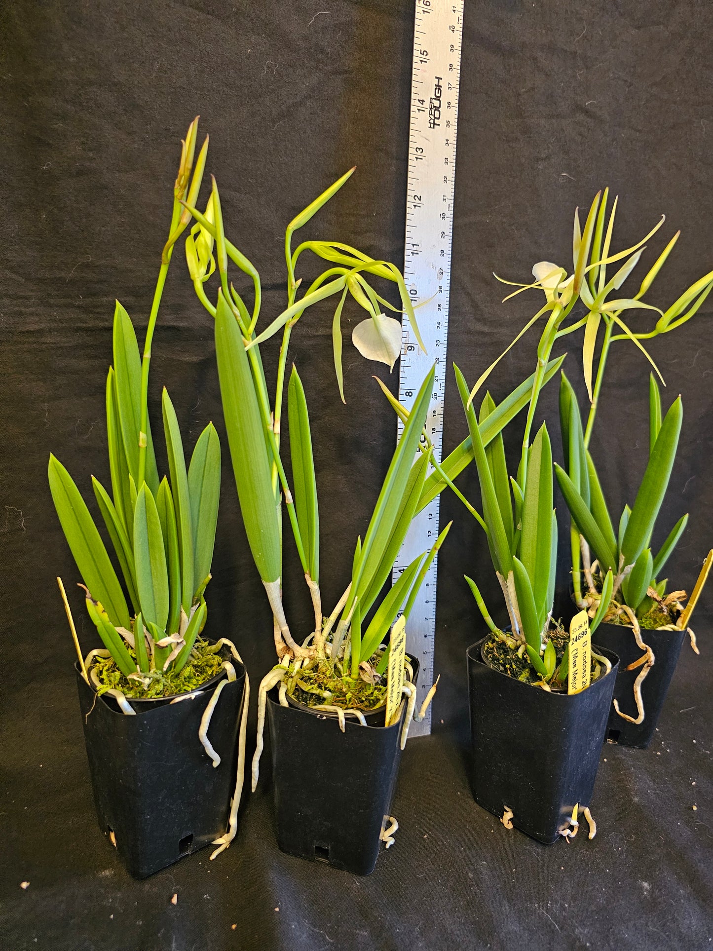 Brassavola nodosa, Blooming size orchid species. Lady of the night Highly fragrant at night