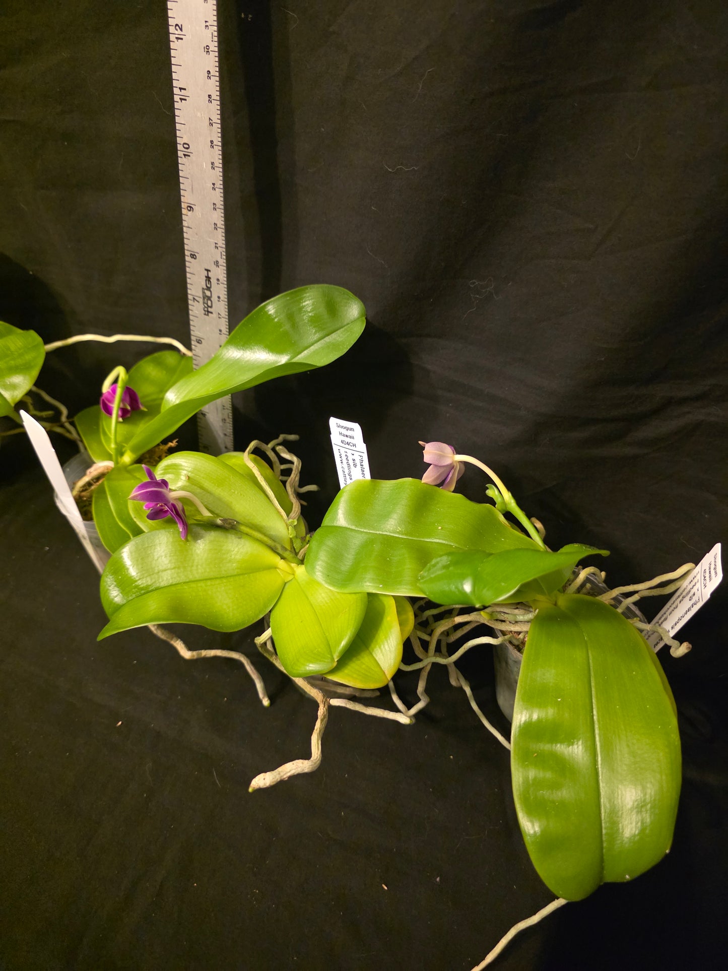 Phalaenopsis violacea v red x sib blooming size orchid species. Fragrant