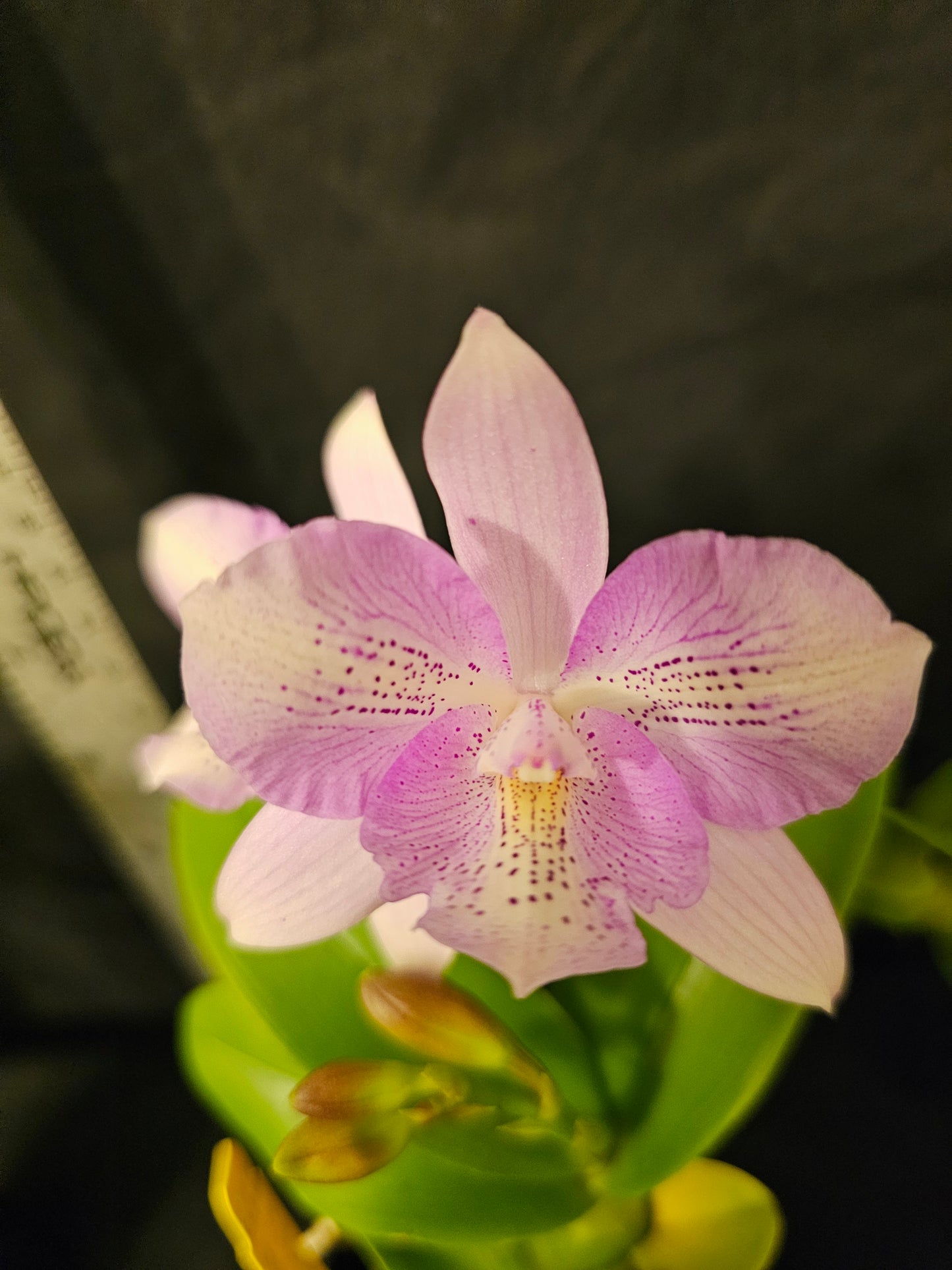 Caulocattleya Chantilly Lace 'Twinkle' blooming size compact cattleya clone. Fragrant and beautiful.