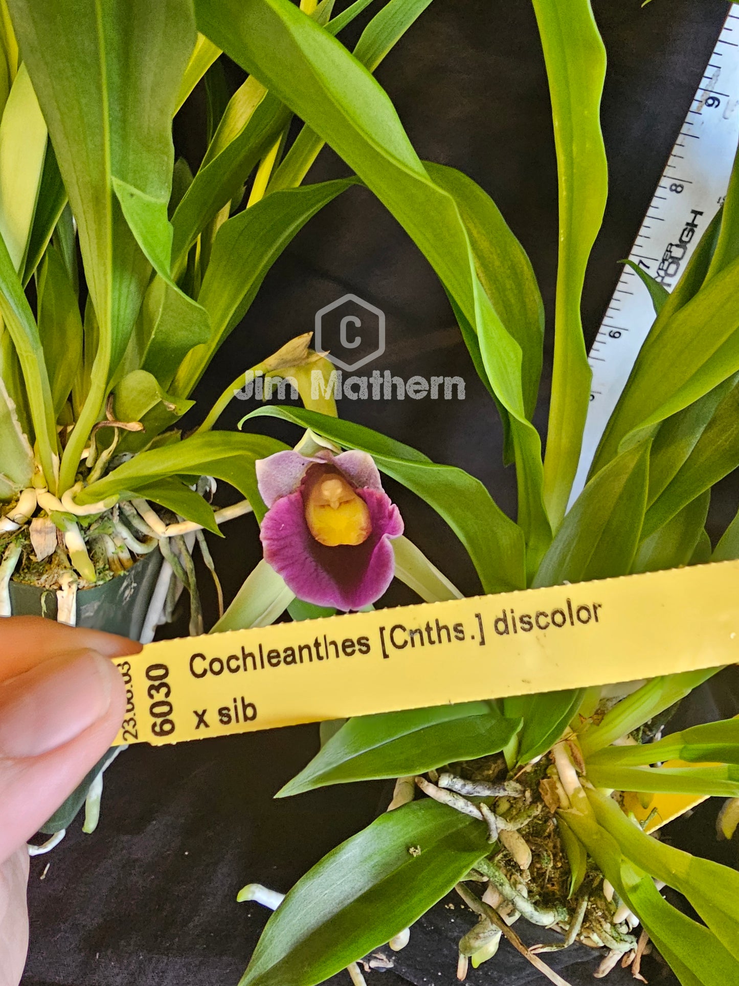 Cochleanthes discolor. Blooming  size orchid species