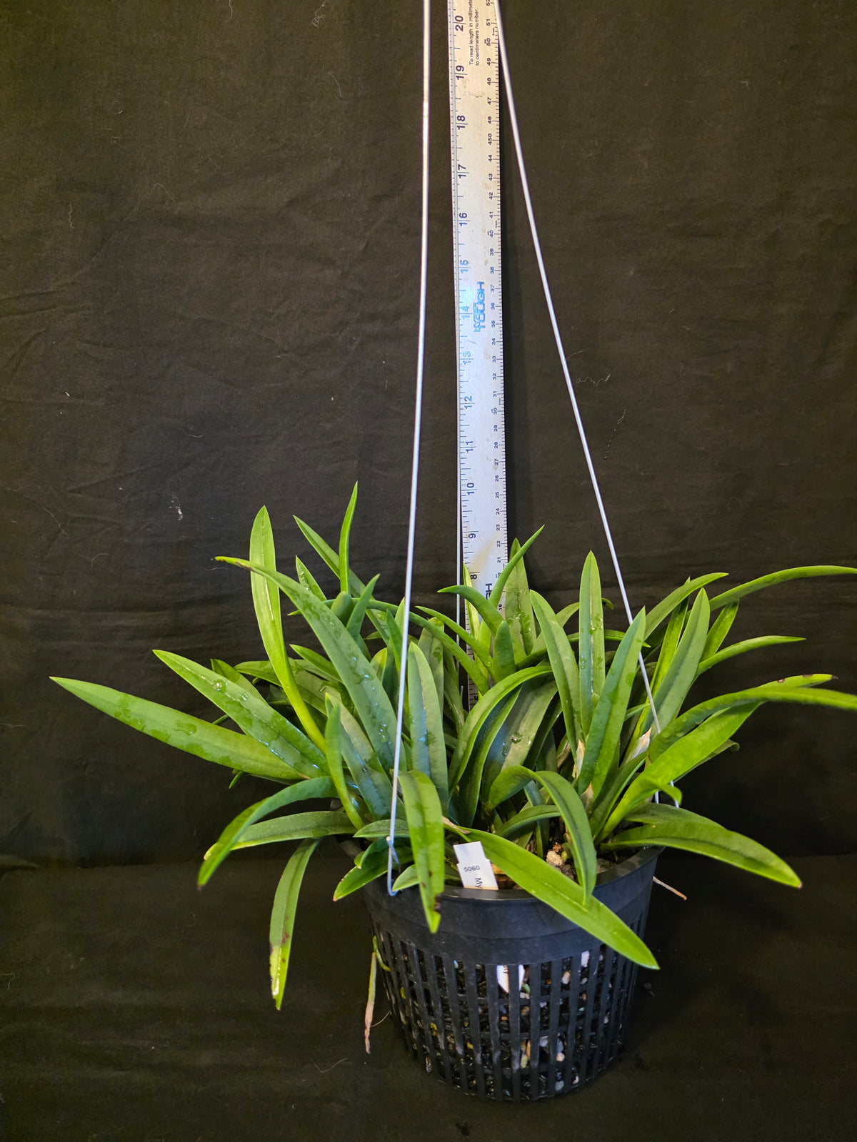 Myrmecavola Aruba's Spotted Beauty Currently in Spike. Large blooming size plant. Hard to find, highly desired. Cattleya Brassavola hybrid