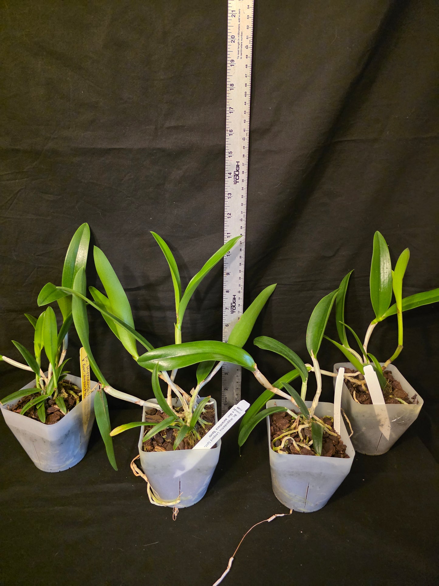 Bc Hippodamia x Gur aurantiaca. Blooming size Brasso cattleya orchid hybrid
