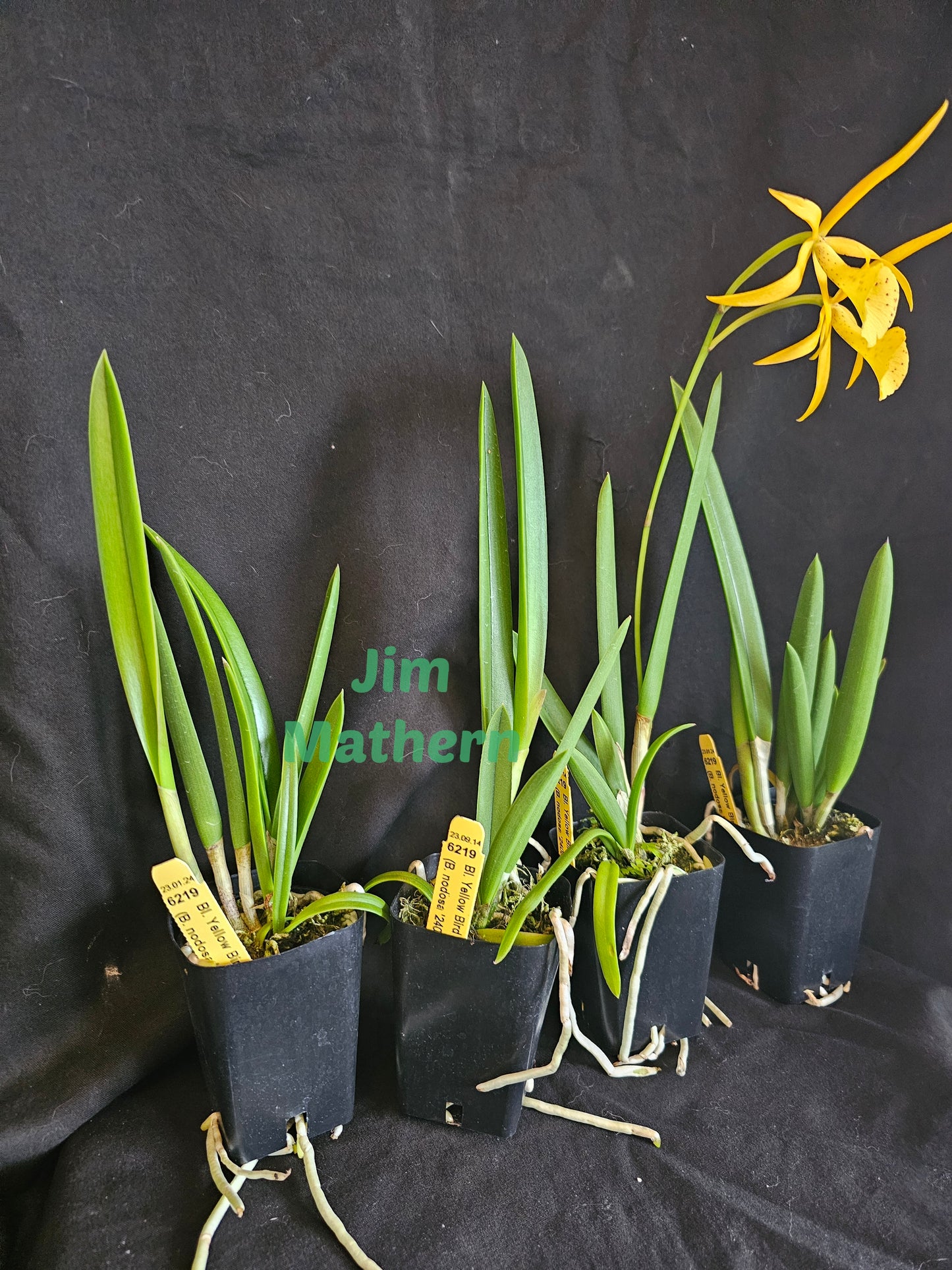 BC Yellow Bird. Blooming size Brassavola orchid hybrid, Blooms change color.