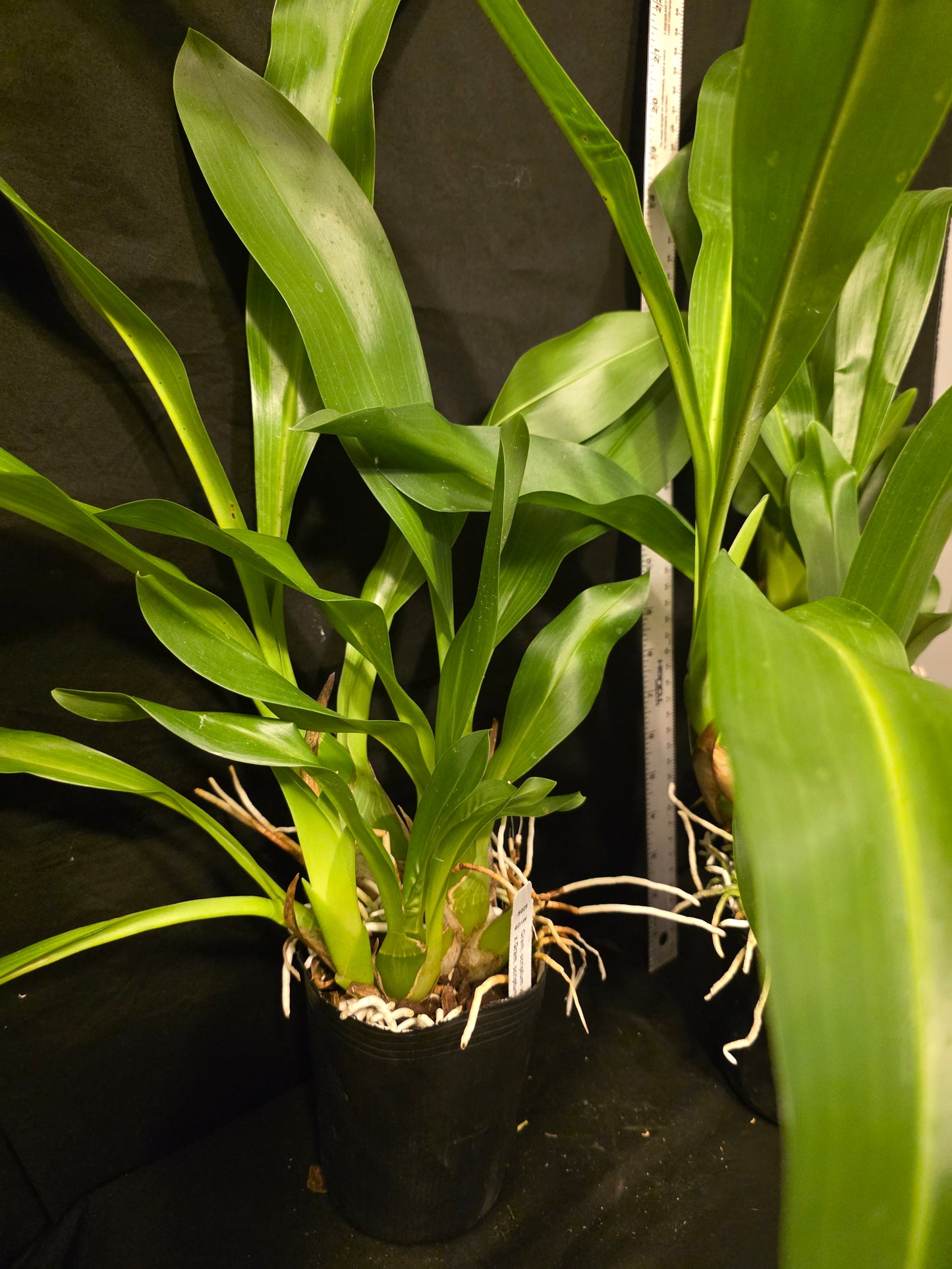Gram scriptum v citrinum x compact. Blooming size Grammatophyllum orchid species