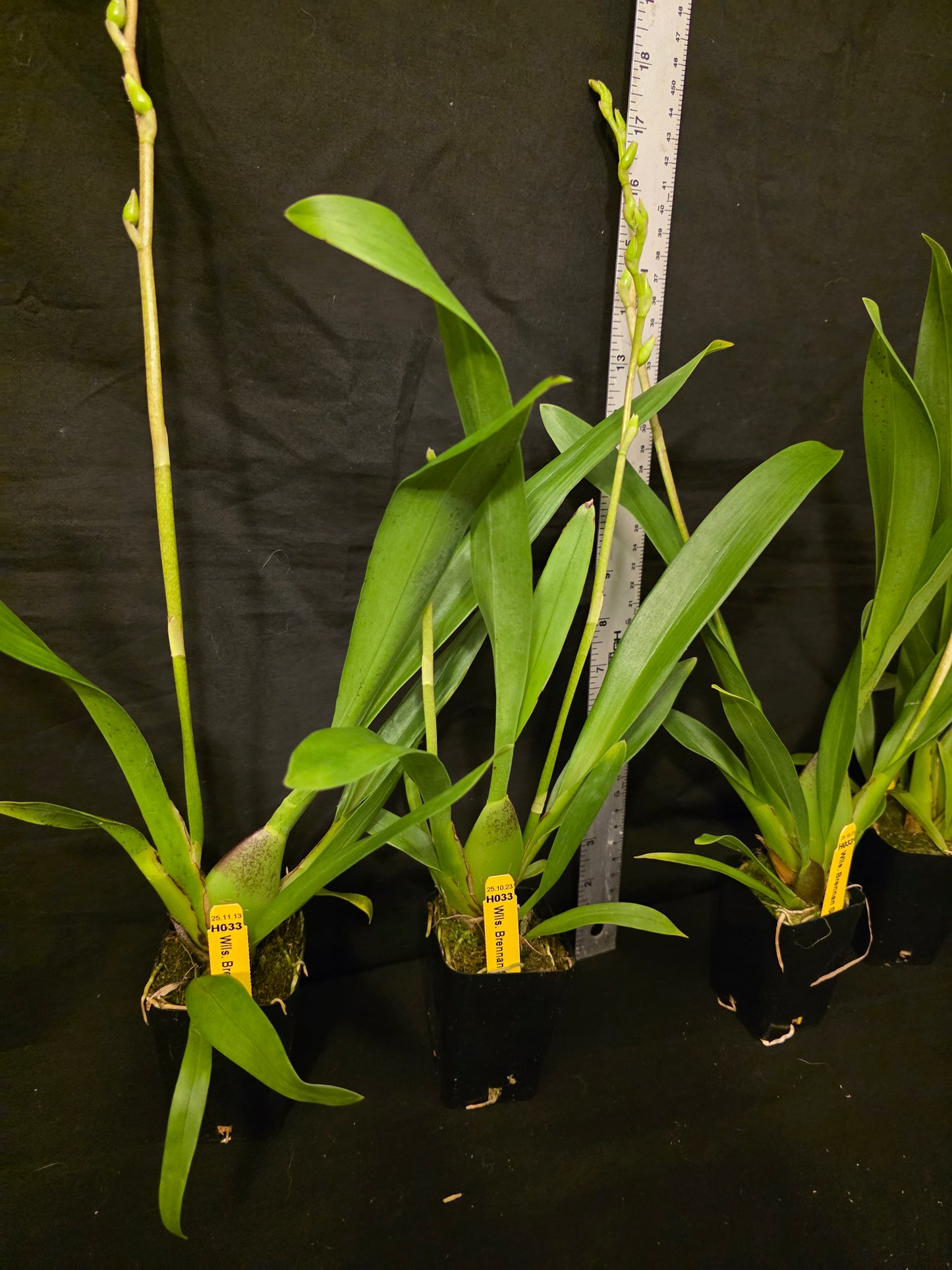 Wilsonara Brennan Scott Barfield 'HOF #1' blooming size No longer in spike.Intergeneric oncidium clone. Beautiful long lasting blooms