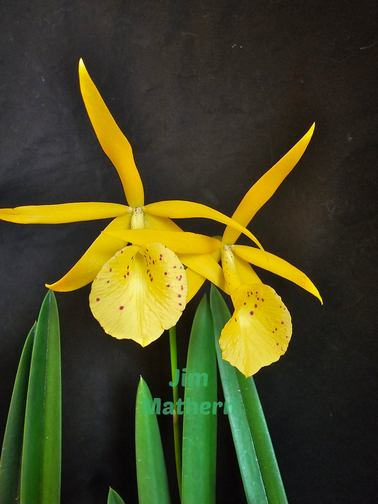 BC Yellow Bird. Blooming size Brassavola orchid hybrid, Blooms change color.