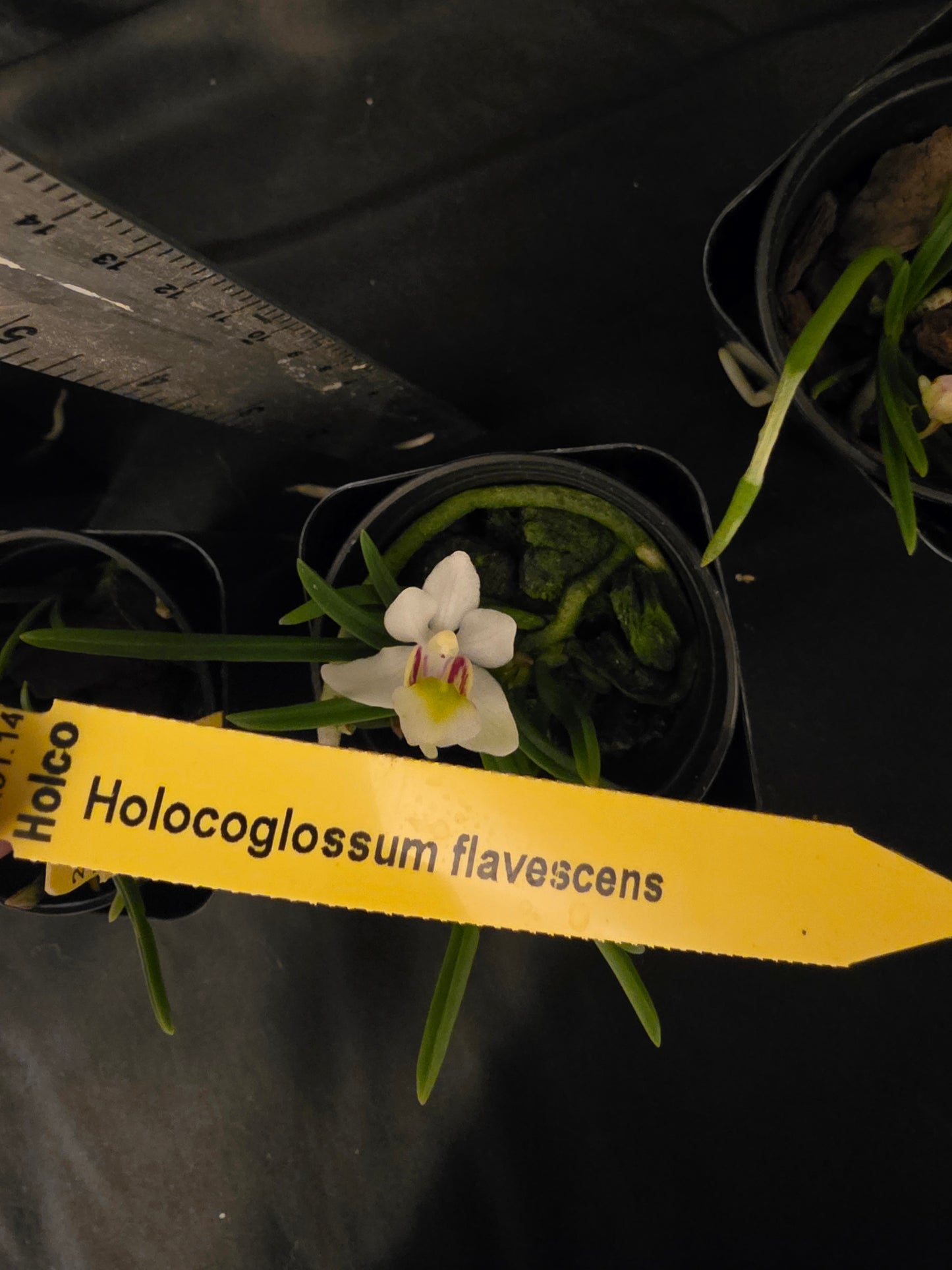 Holcoglossum flavescens, blooming size orchid species. Miniature.