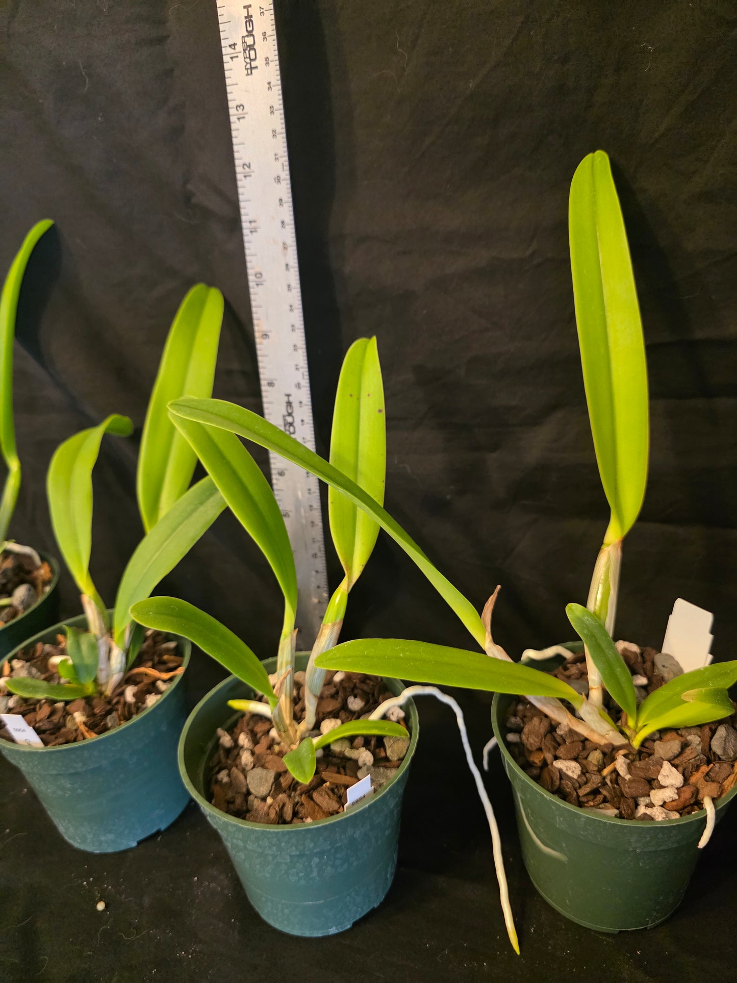 Cattleya lueddemanniana var typo. Near blooming size cattleya orchid species. Large fragrant blooms.