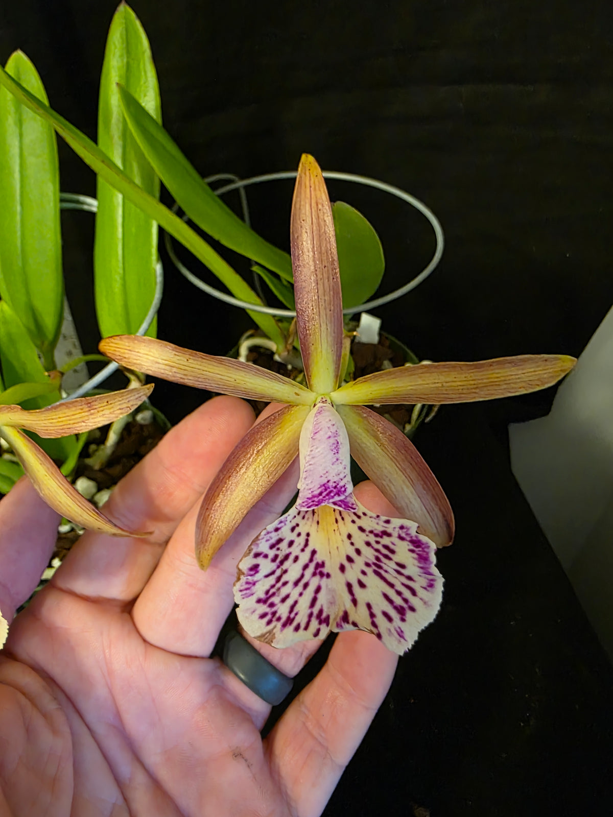 Bc Mary Dodson blooming size Brassavola orchid hybrid, seed grown fragrant