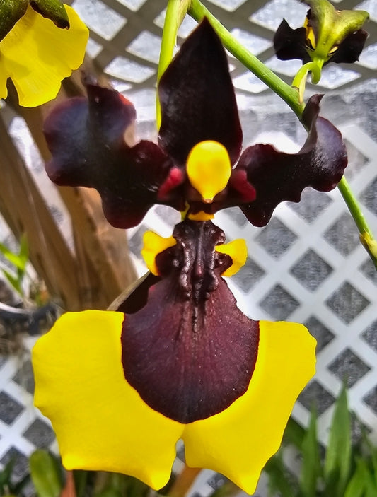 Gomesa Jiaho Queen 'Jia Ho' FCC/AOS. Blooming size miniature oncidium type awarded orchid clone