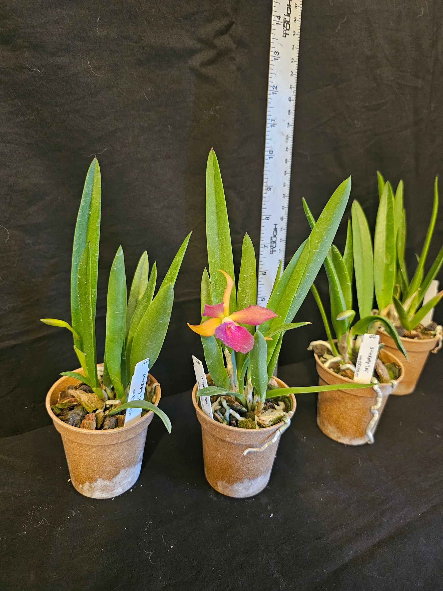 Stlma. Kelly 'Lea' blooming size brassavola orchid clone.