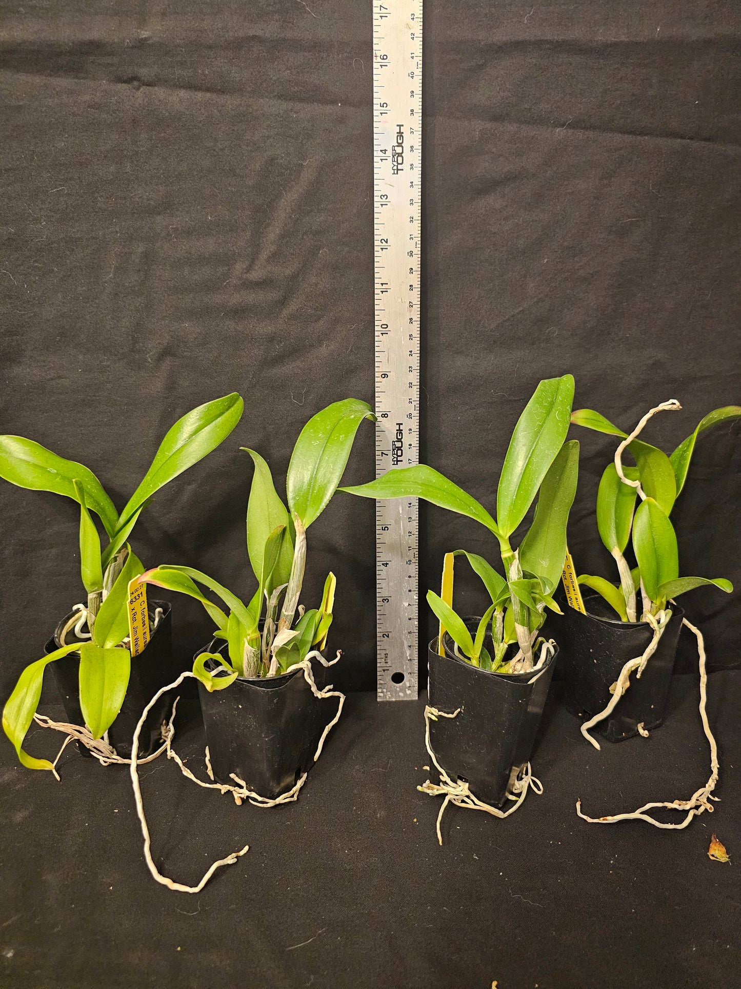 Cattleya forbesii x Rlc Jim Wallace