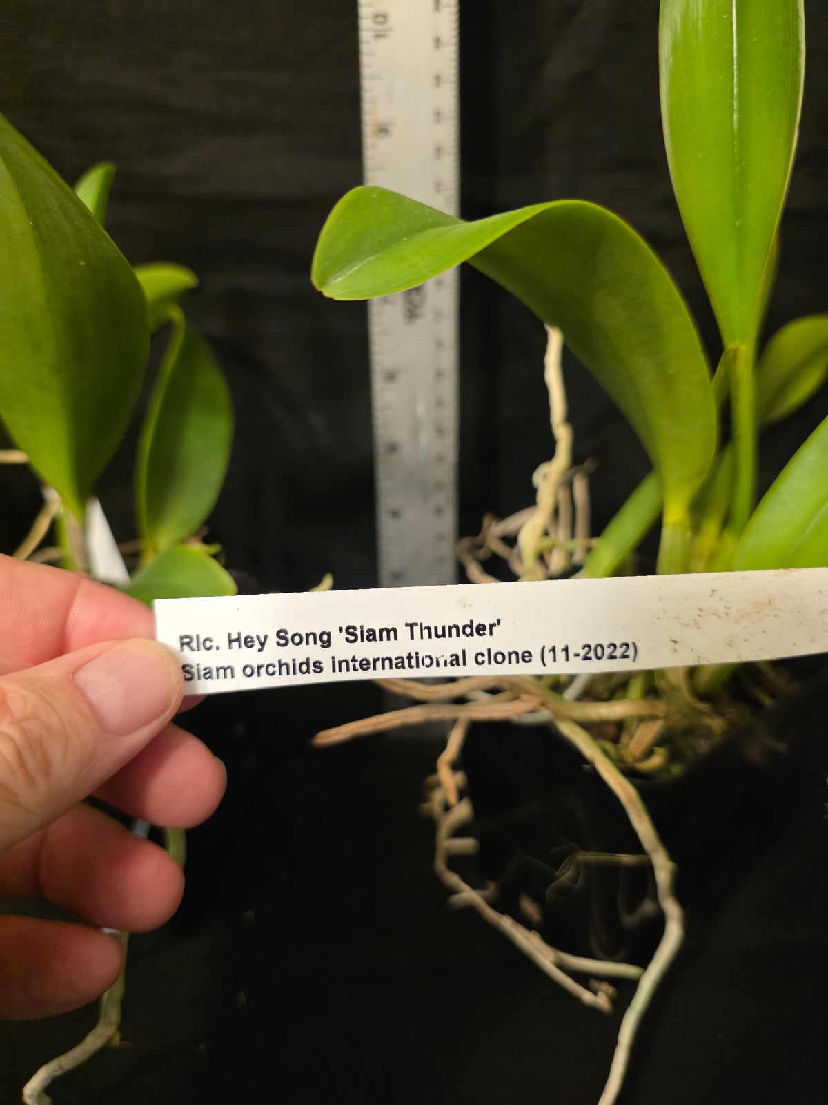 Rlc Hey Song 'Siam Thunder' non bloom size cattleya orchid. Read desc!!!!
